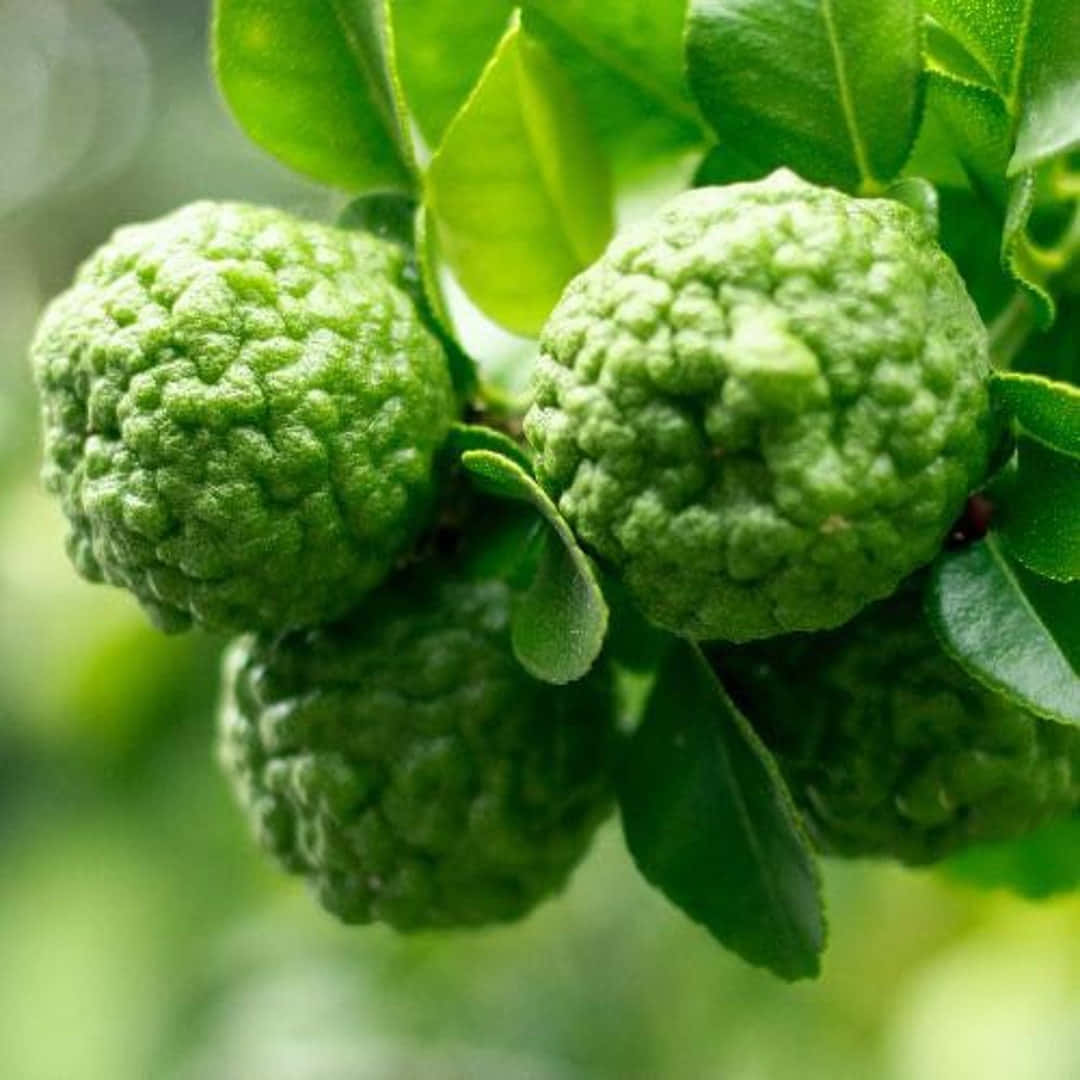 Splendid Cluster Of Wild Green Kaffir Lime Background