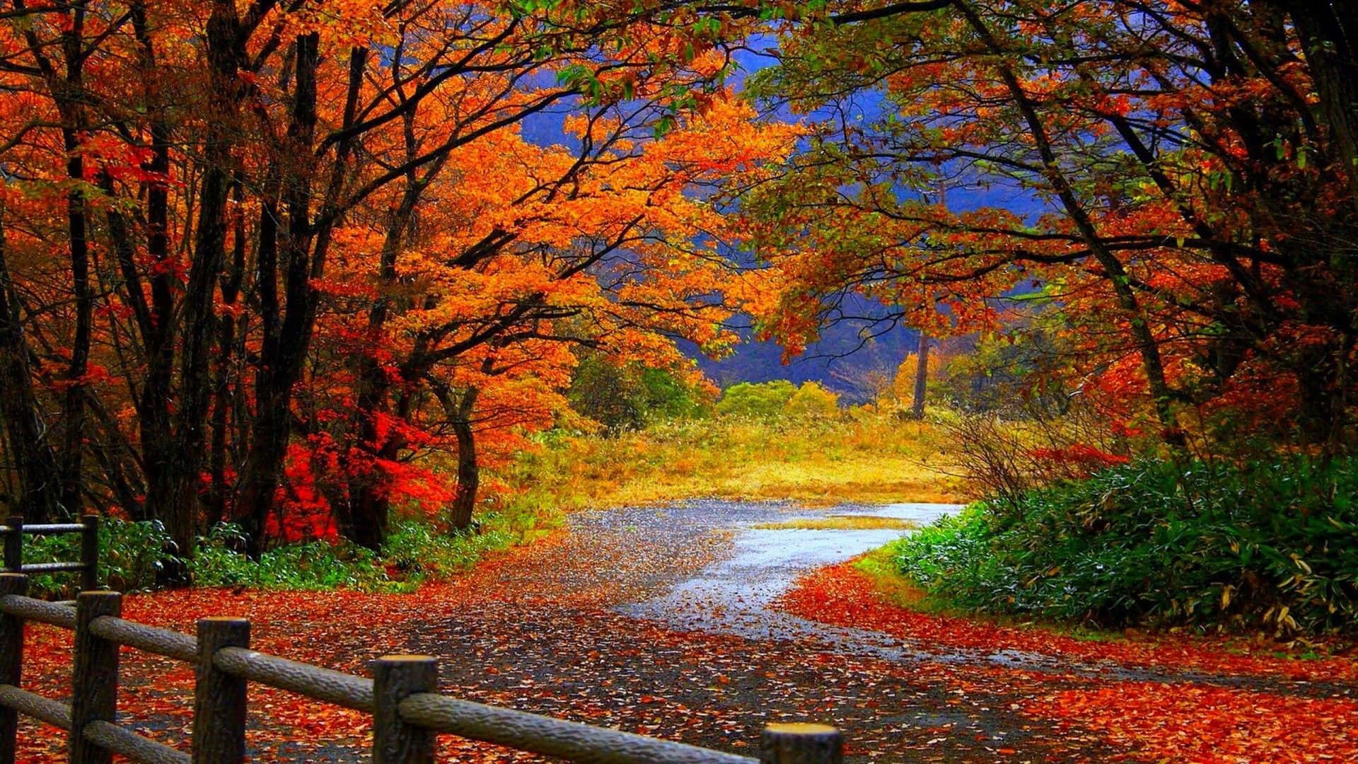 Splendid Fall Colors Background