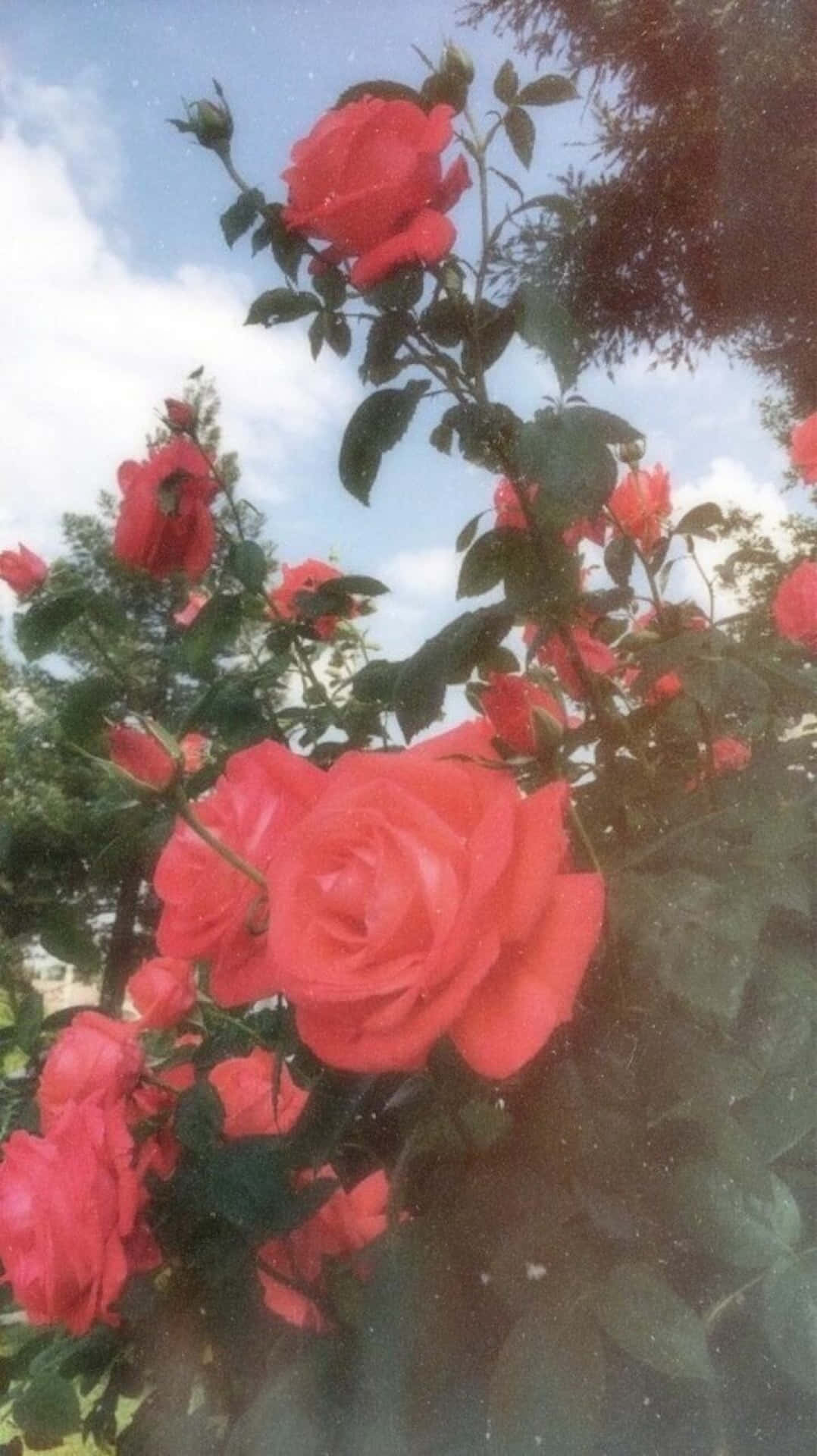 Splendid Roses In Hd To Make Your Wallpaper Perfect Background