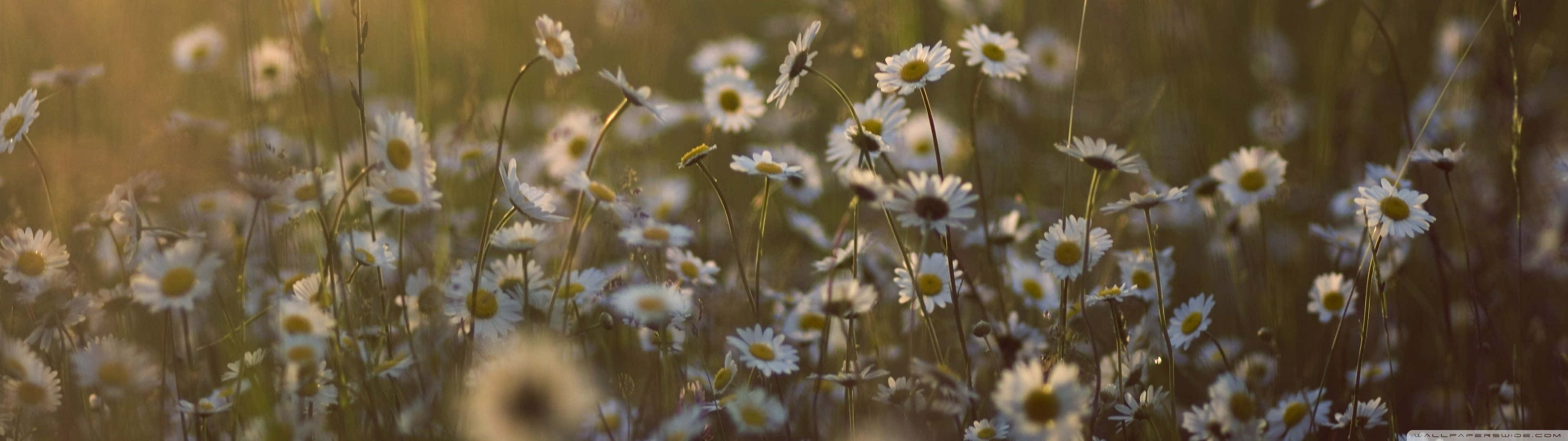 Splendid View Of The Nature In Spring