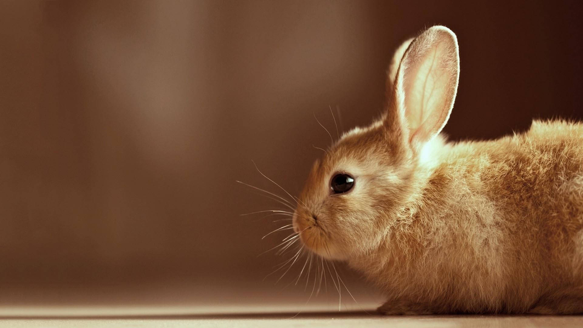 Splendidly Cute Brown Bunny Background