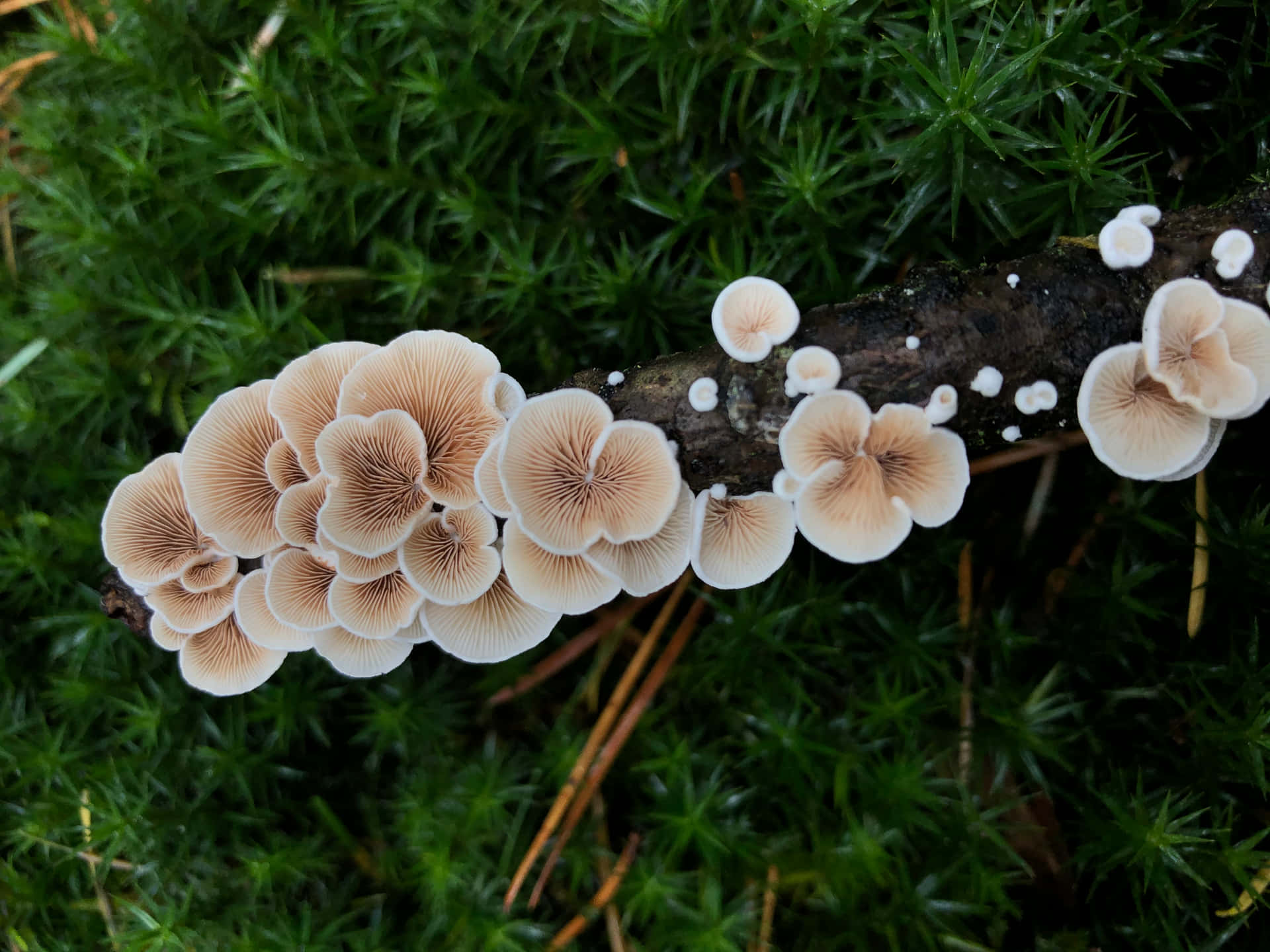 Split Gill Fungus On Dark Wood Branch