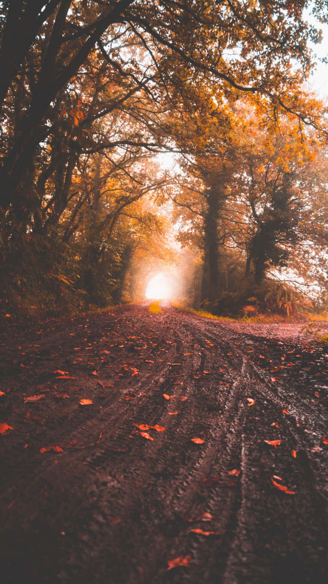 Split Path Natural Background Background