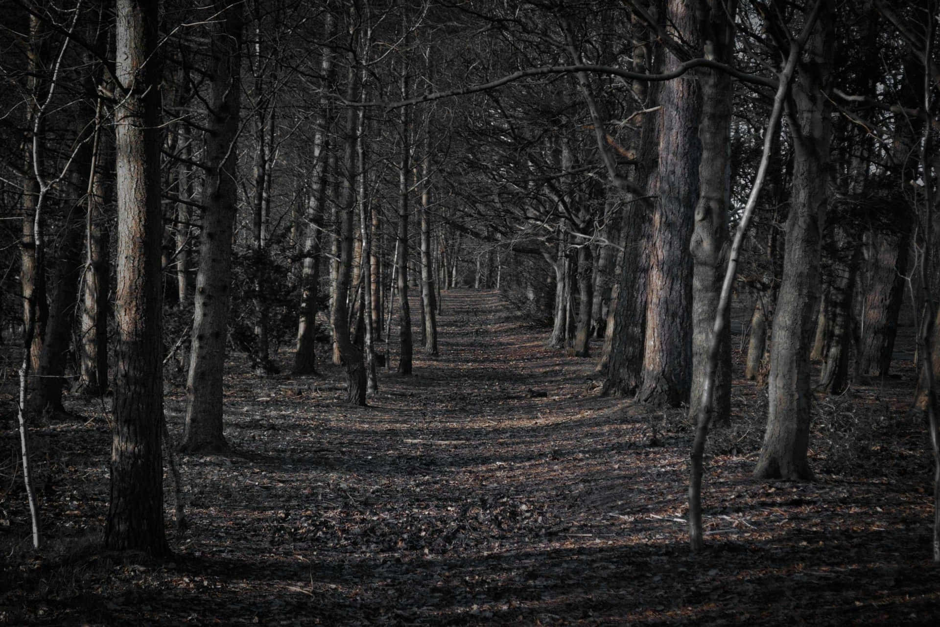 Spooky Empty Forest Desktop Background