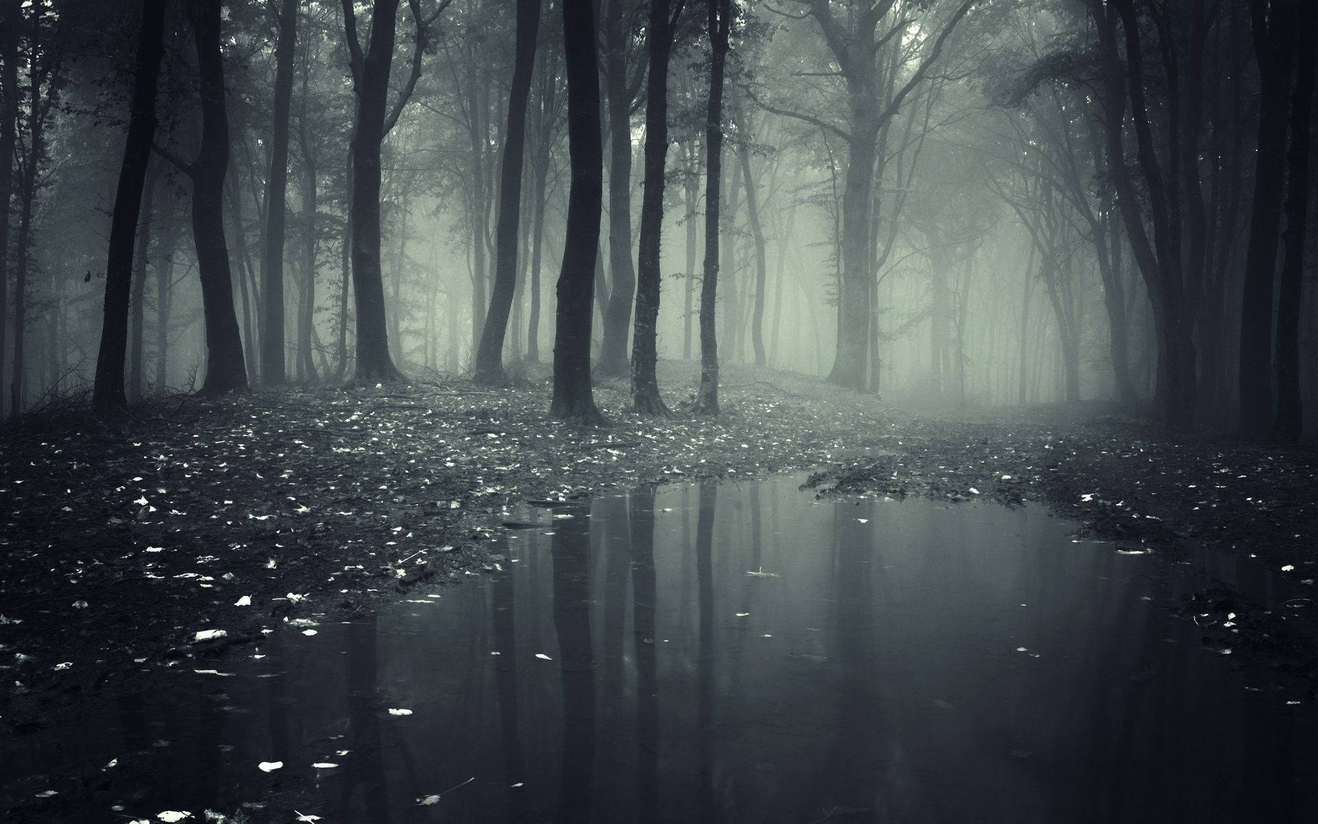 Spooky Foggy Forest Background