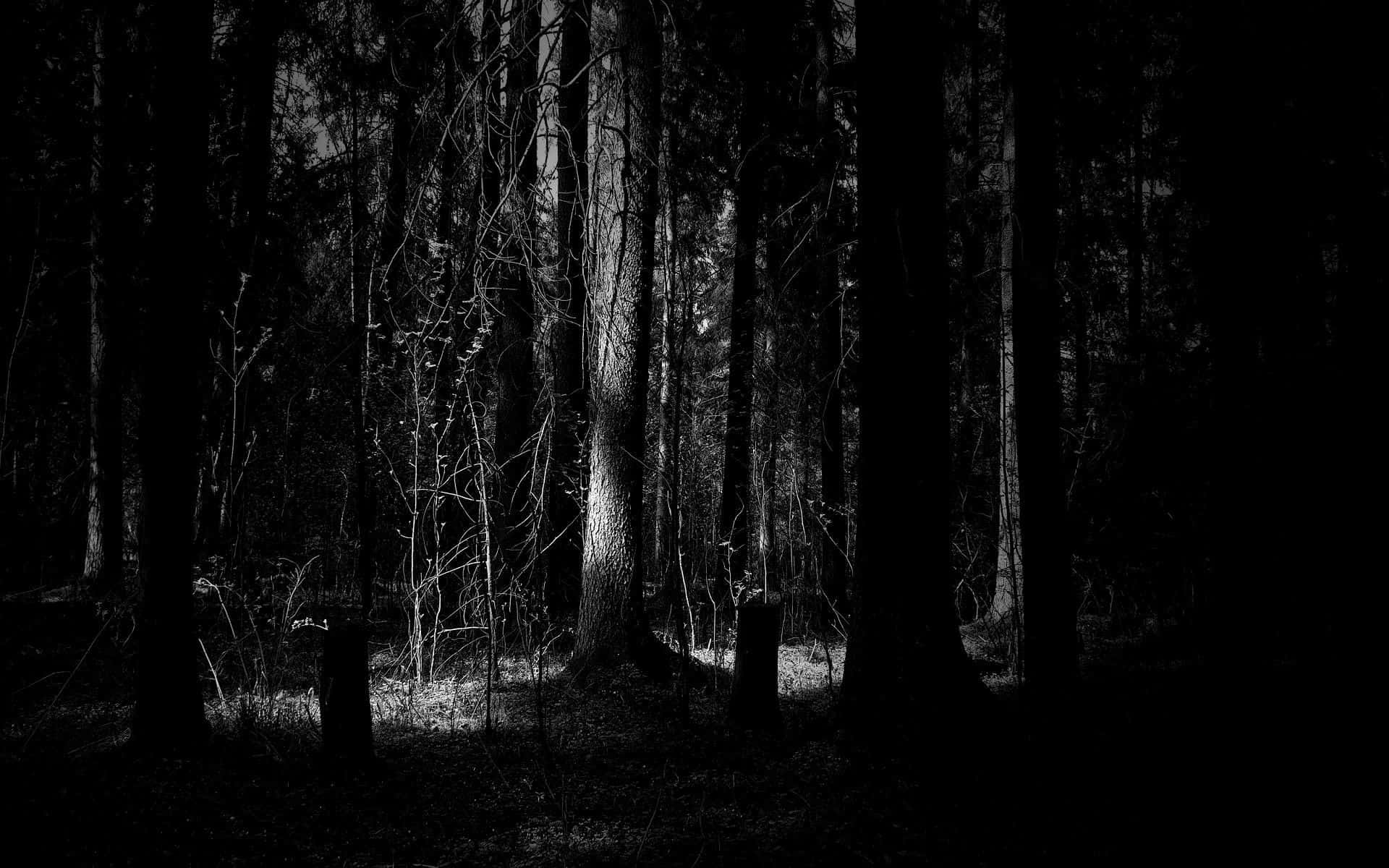 Spooky Forest At Night Desktop Background