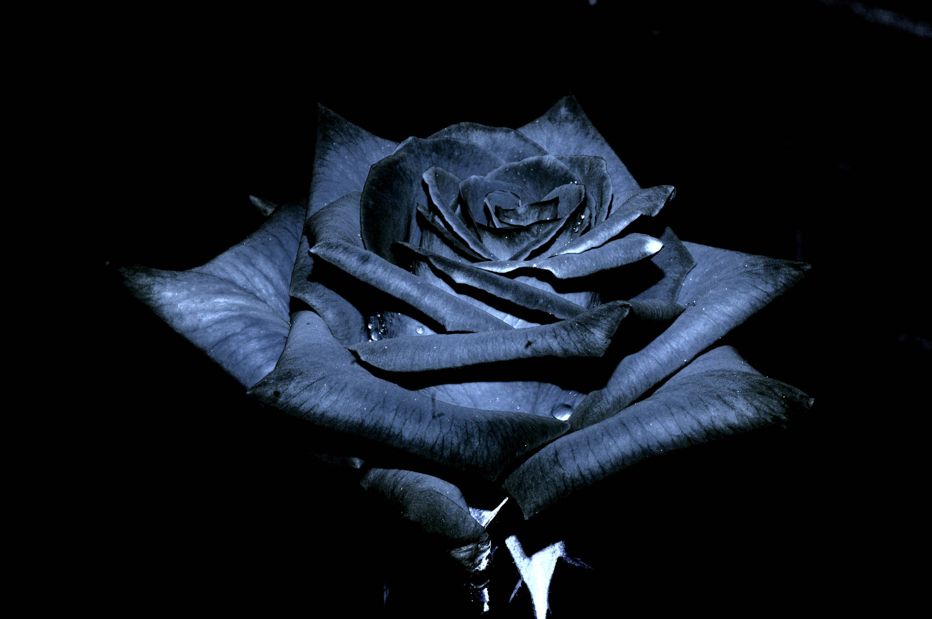 Spotlight On Black Rose Background
