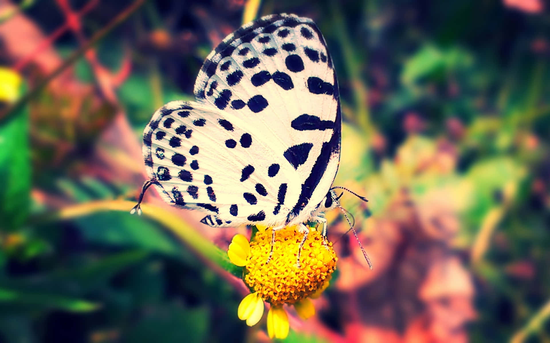 Spotted Black White Butterflyon Flower.jpg Background