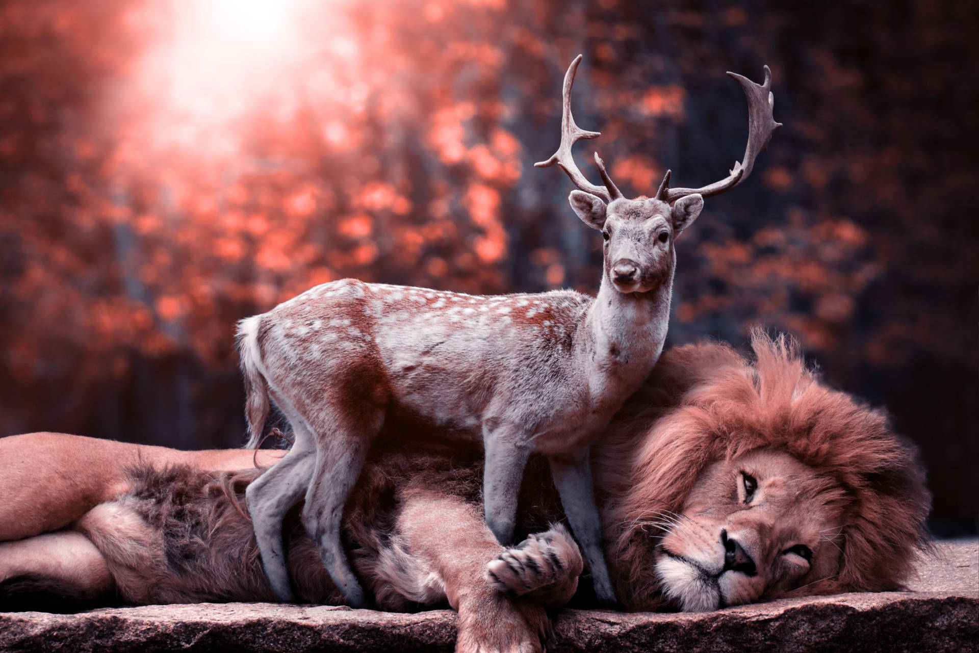 Spotted Deer Beside Lion Background