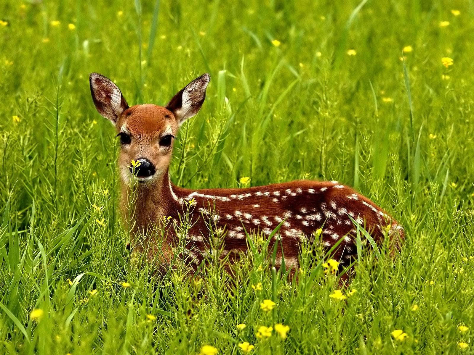 Spotted Fawn Deer In Flower Field Background