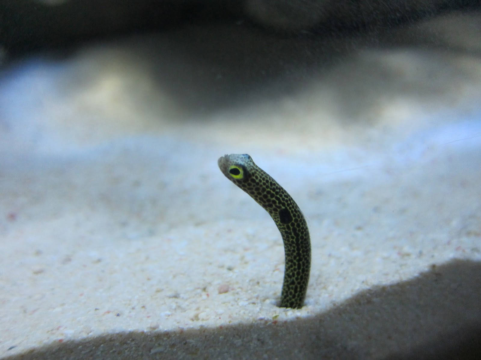 Spotted Garden Eel Looking Like A Worm Background