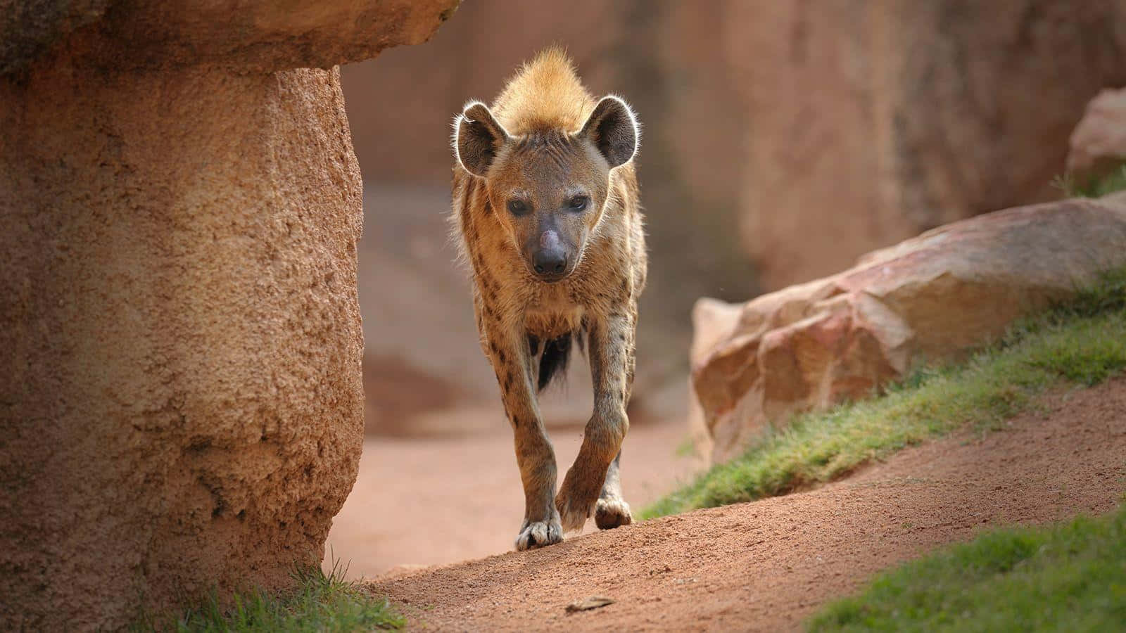 Spotted Hyena Approaching Camera Background