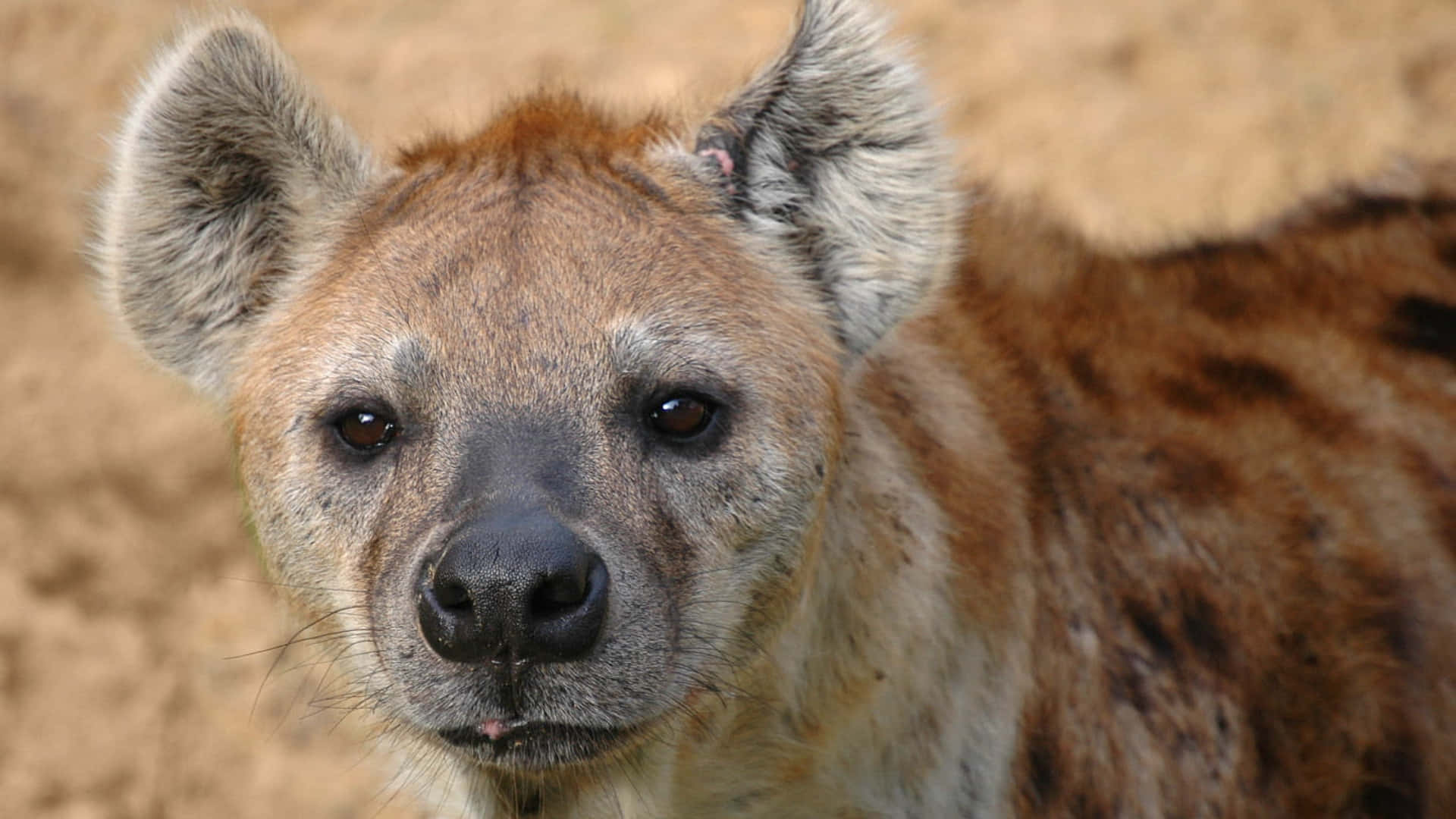 Spotted Hyena Close Up