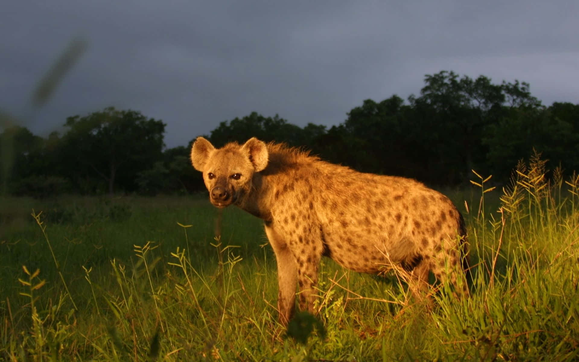 Spotted Hyena Dusk Safari