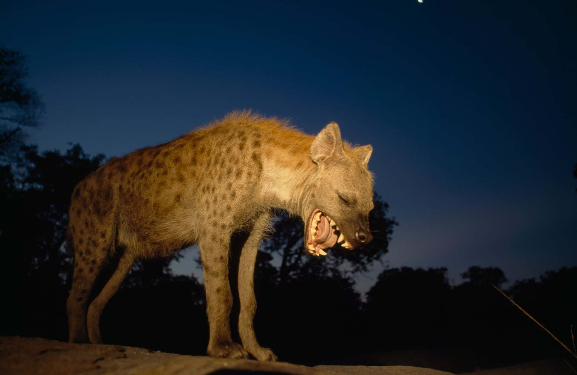 Spotted Hyena Nighttime Baring Teeth