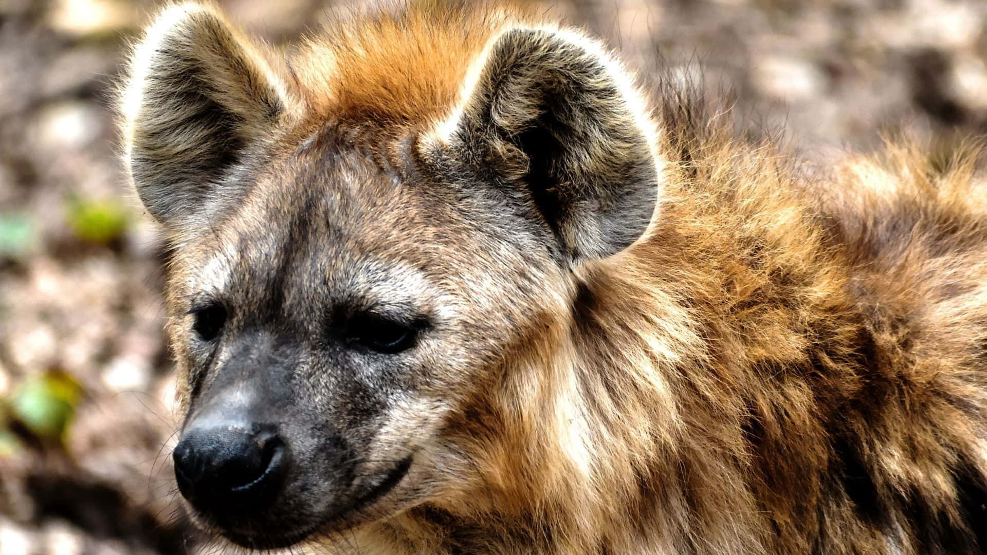 Spotted Hyena Portrait.jpg