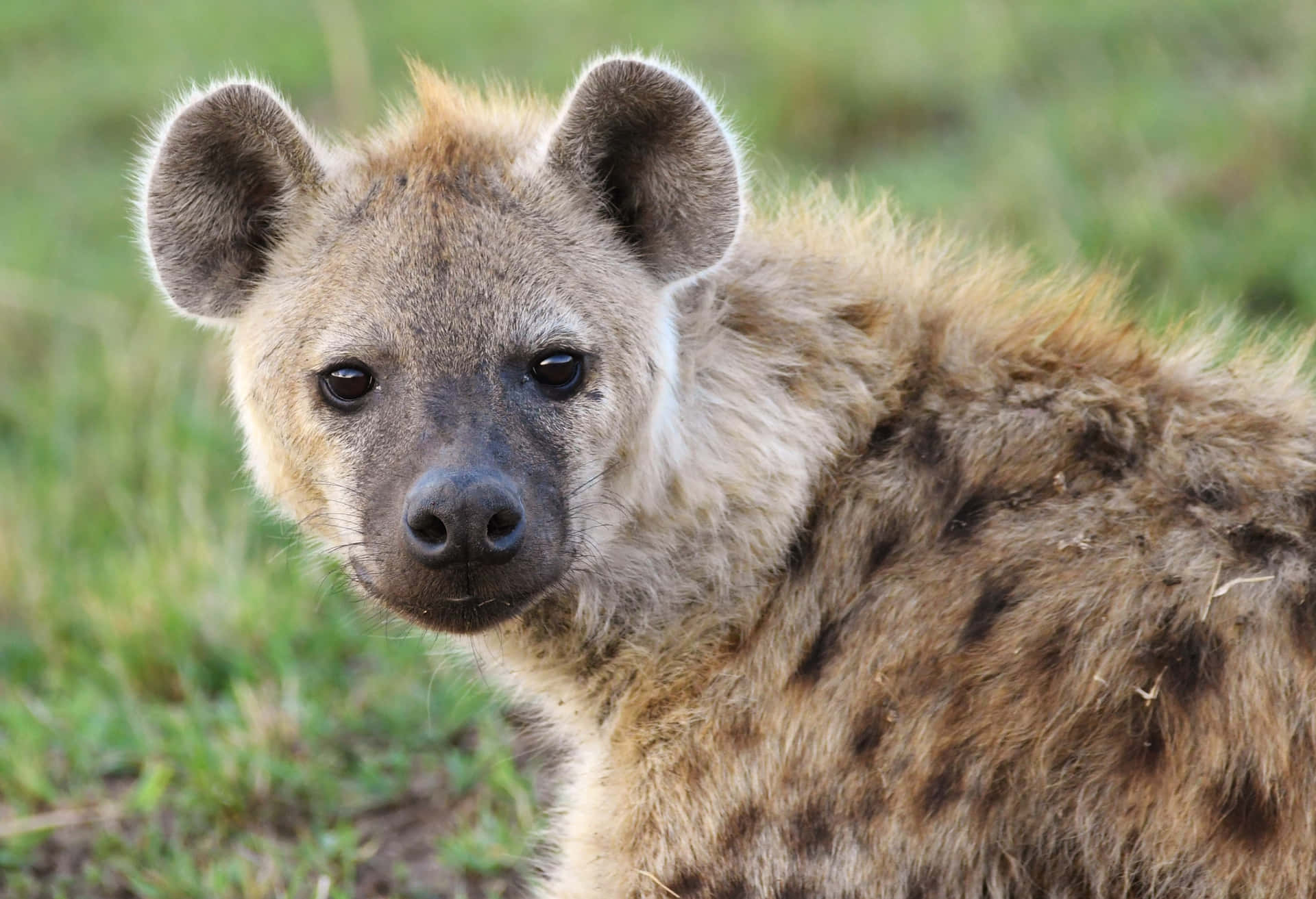 Spotted Hyena Portrait.jpg Background