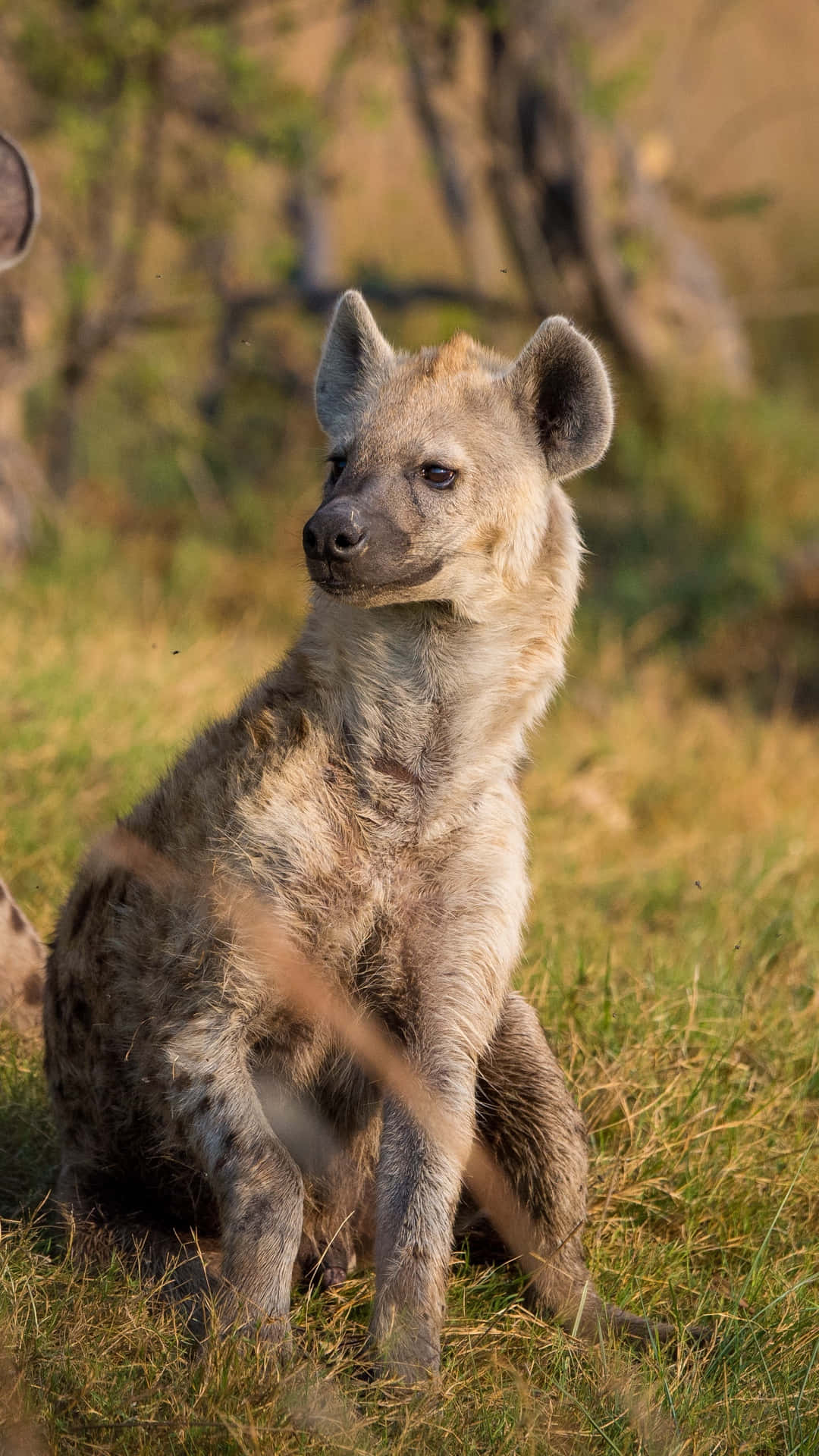 Spotted Hyena Sittingin Grass Background