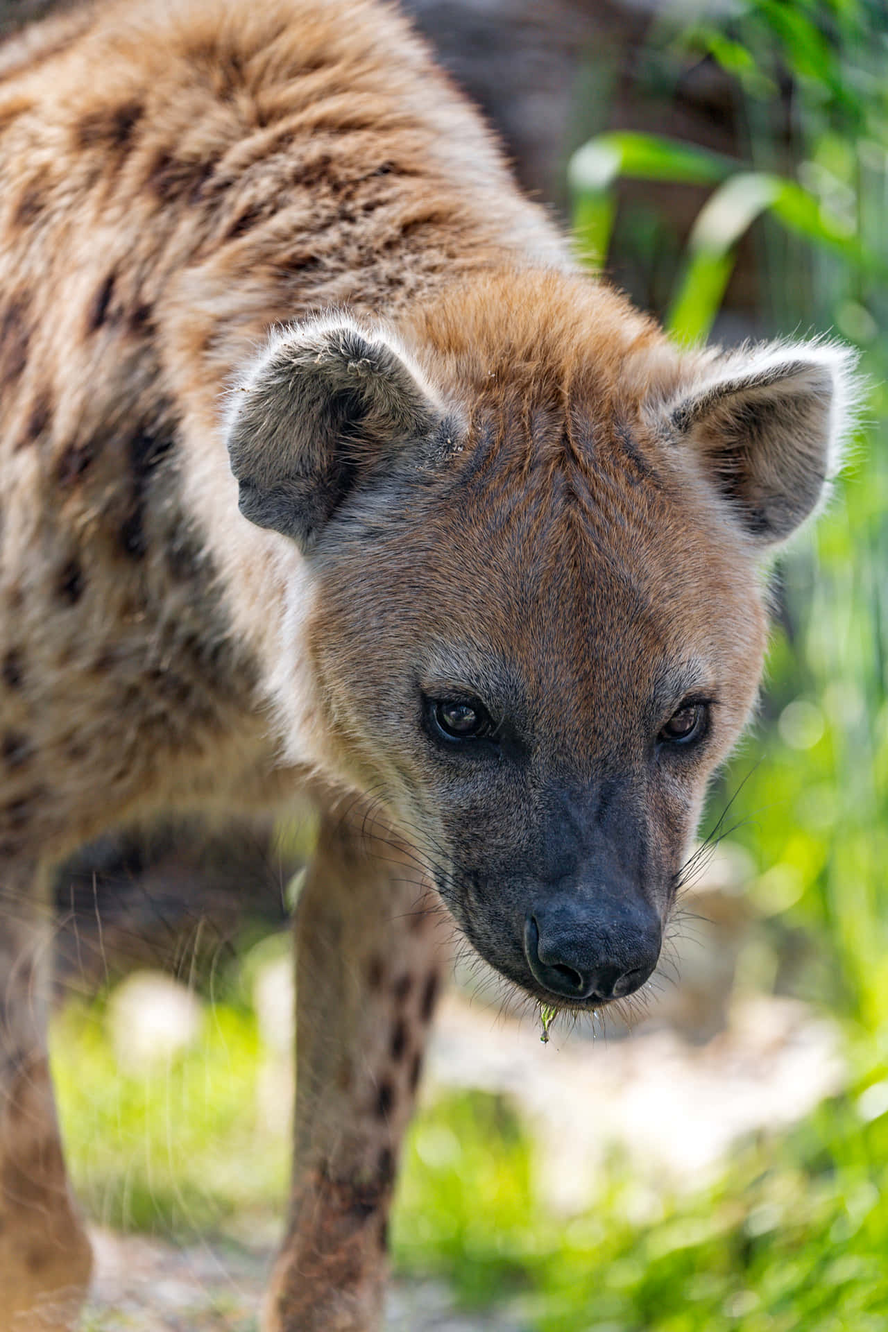 Spotted Hyena Stalking Through Grass Background