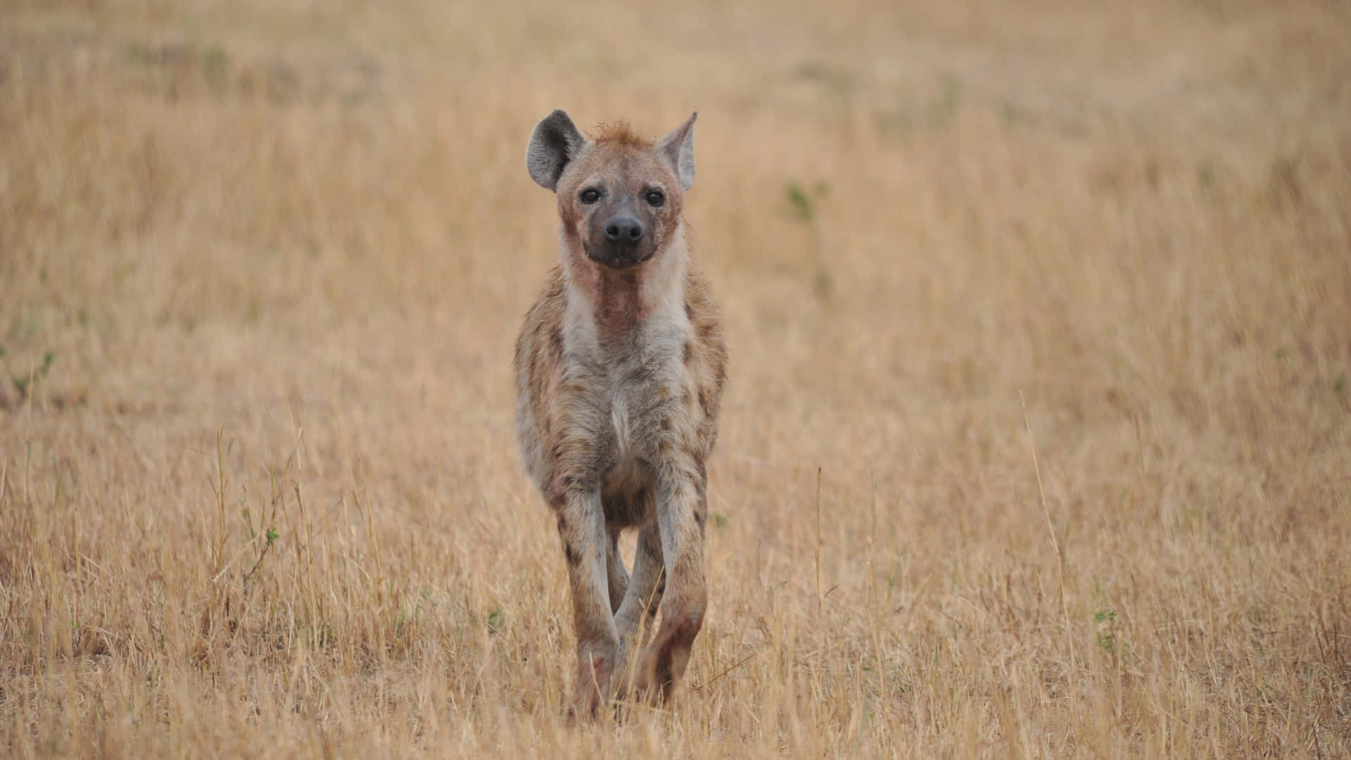 Spotted Hyenain Grassland