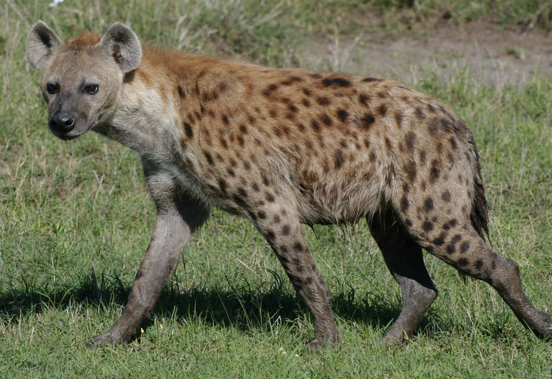 Spotted Hyenain Grassland.jpg