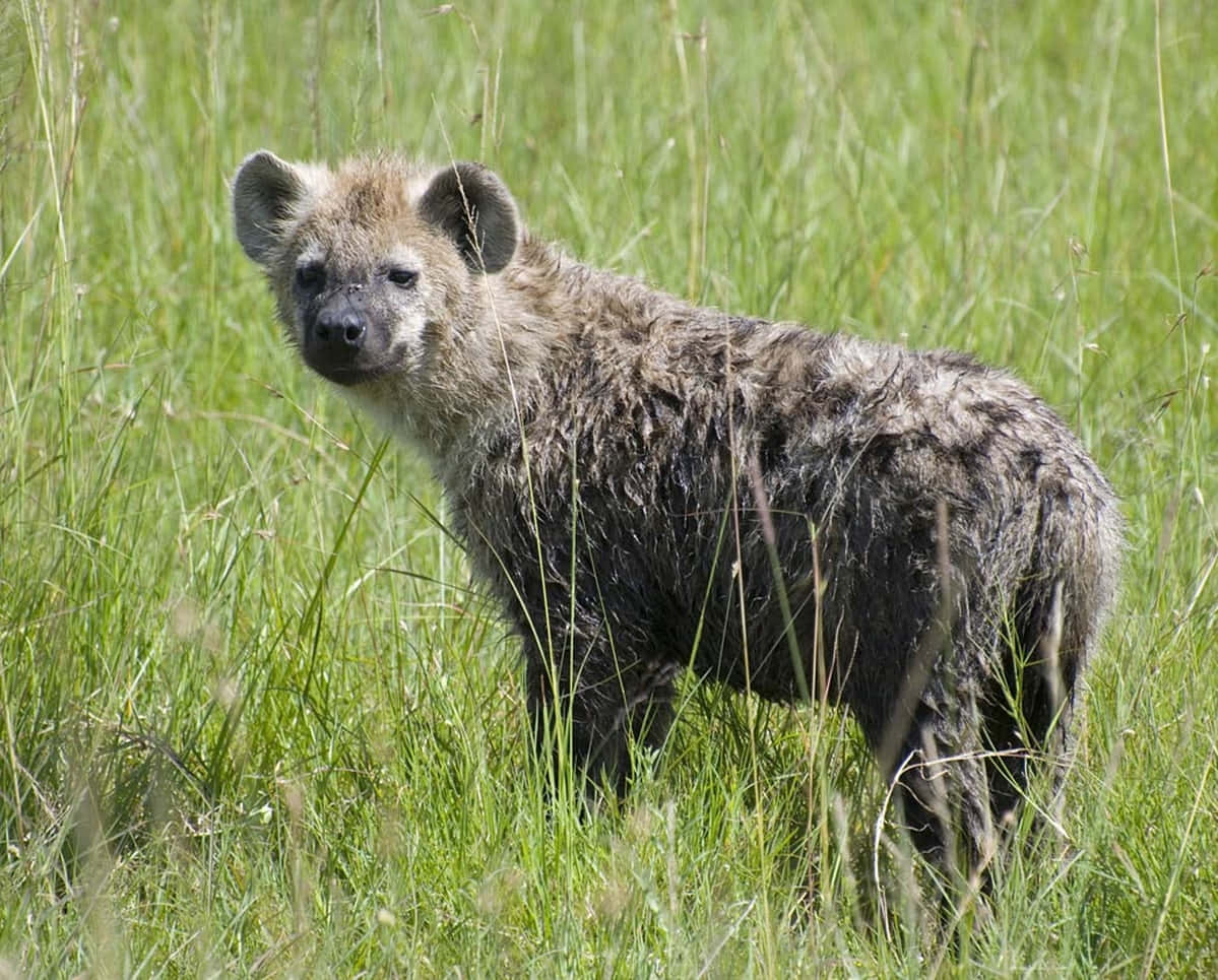 Spotted Hyenain Grassland.jpg