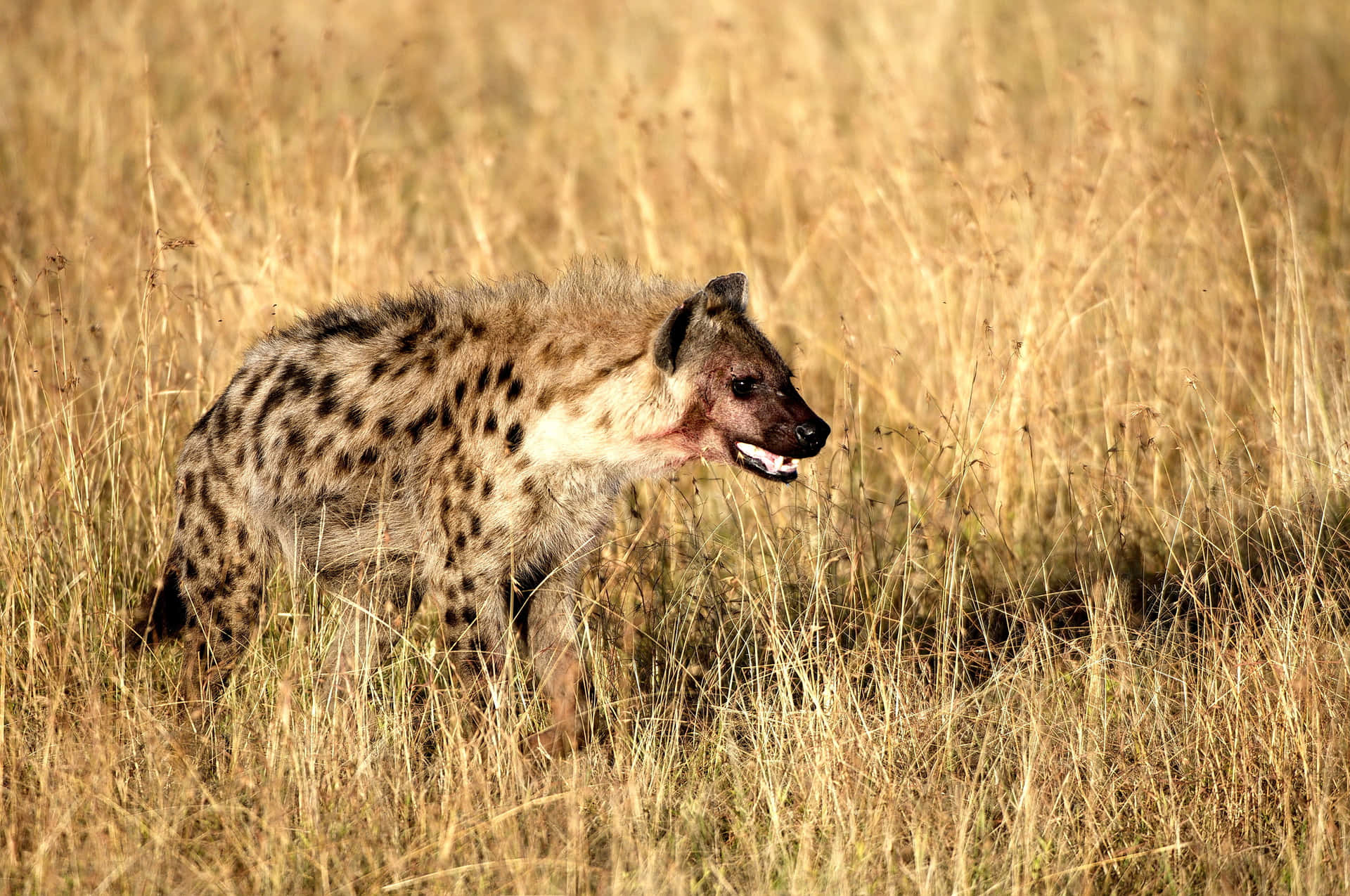 Spotted Hyenain Grassland.jpg