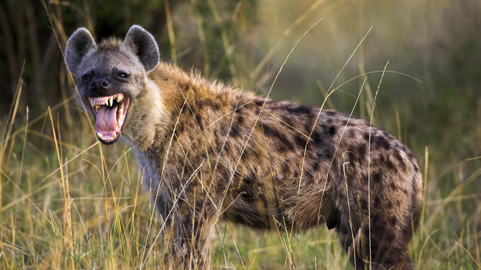 Spotted Hyenain Grassland.jpg