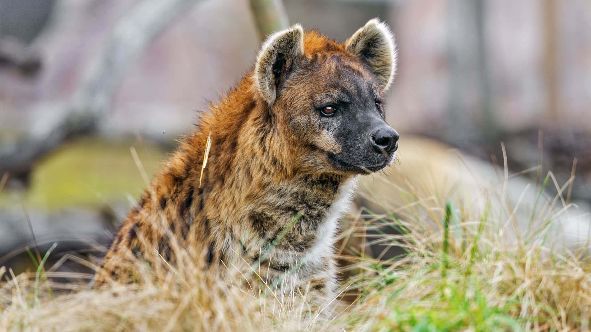 Spotted Hyenain Grassland.jpg