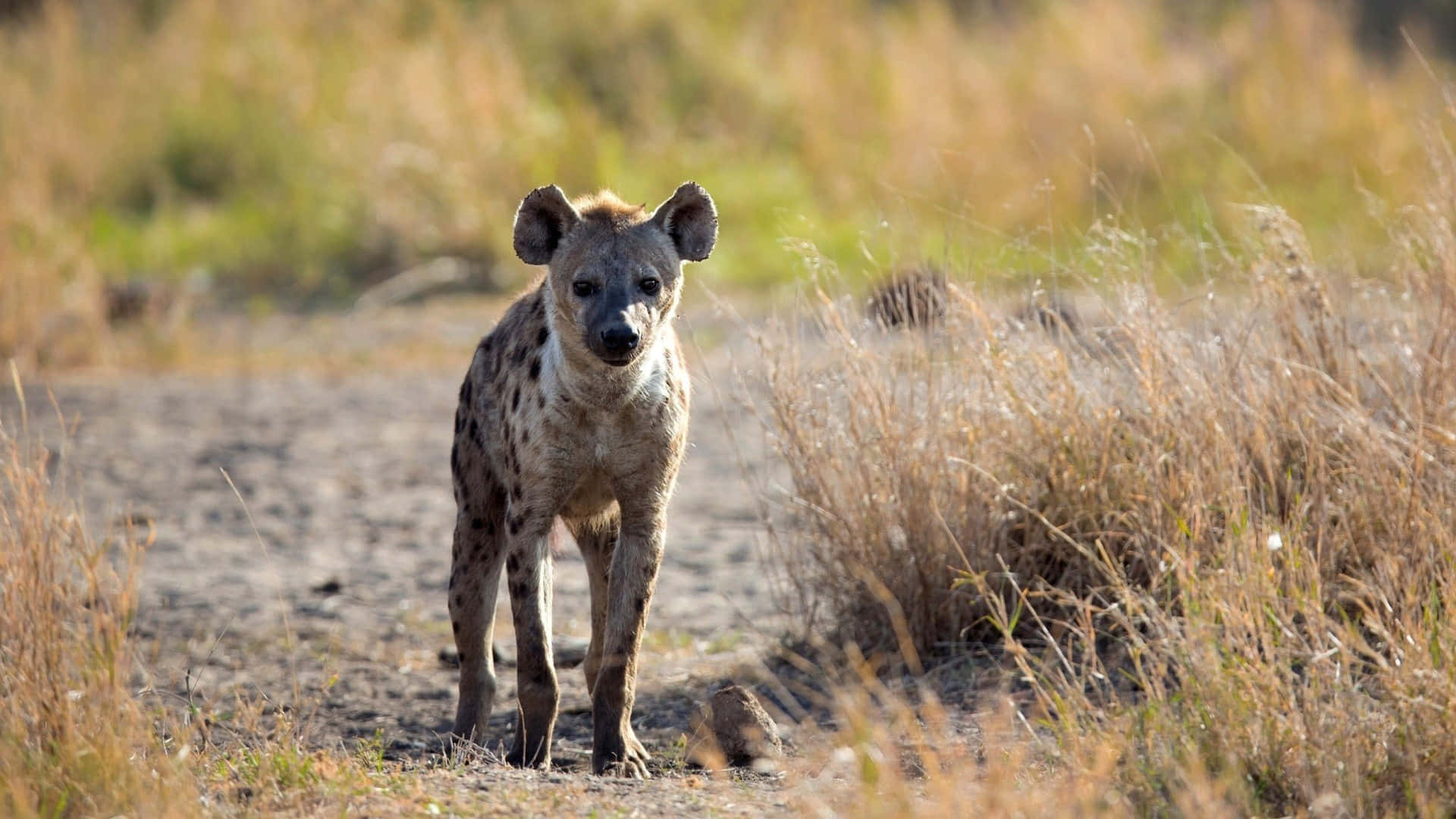 Spotted Hyenain Grassland.jpg