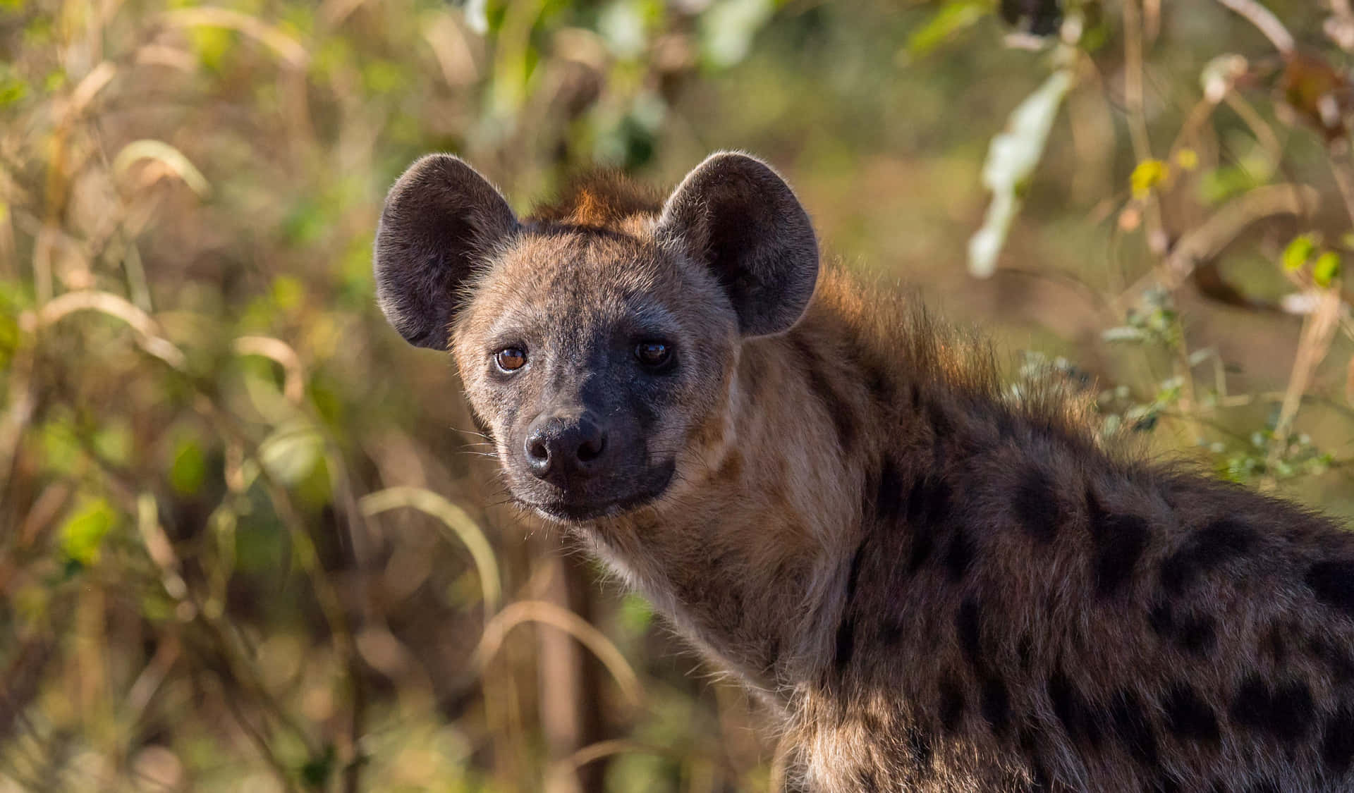 Spotted Hyenain Natural Habitat.jpg