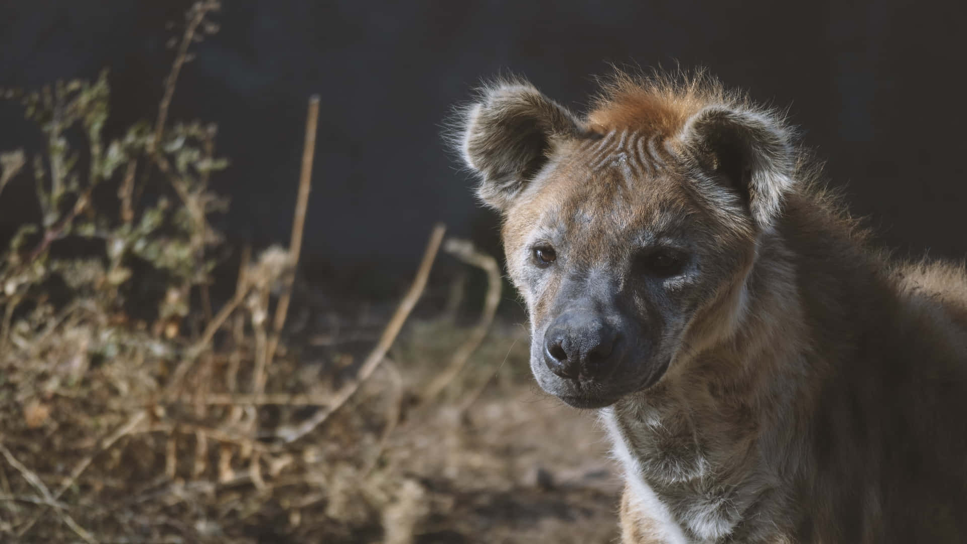 Spotted Hyenain Natural Habitat Background