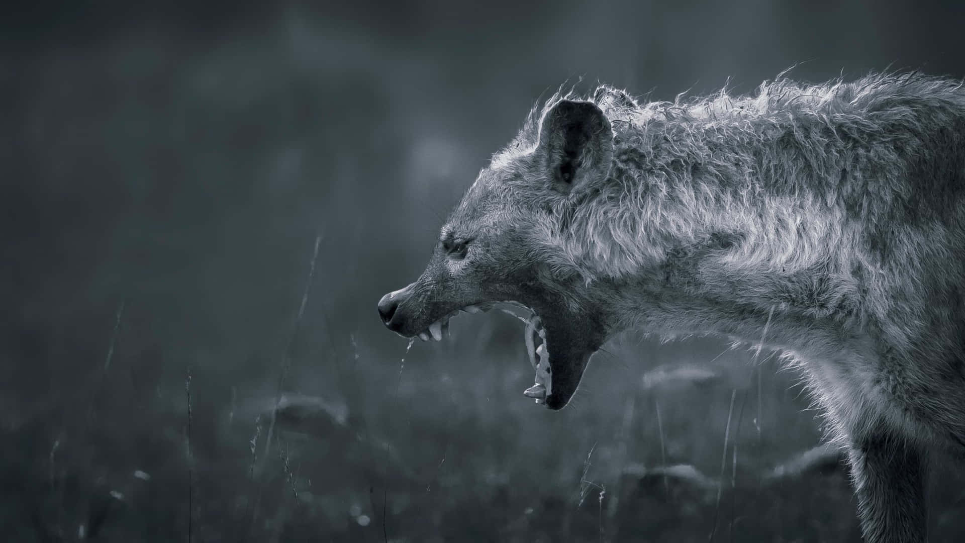 Spotted Hyenain Rain