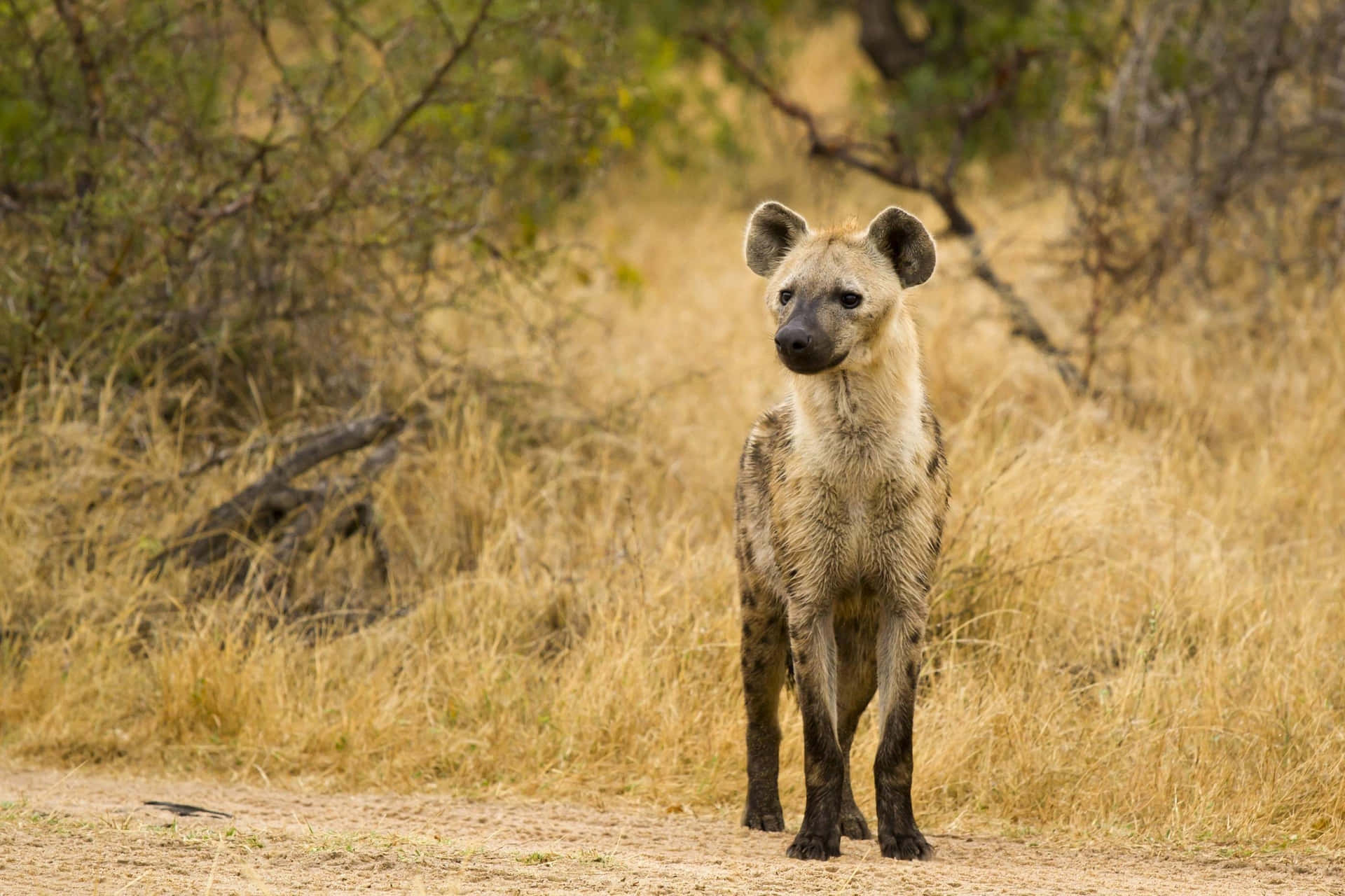 Spotted Hyenain Savanna Background