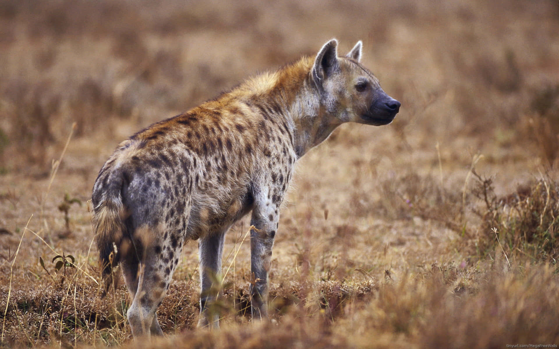 Spotted Hyenain Savanna Background