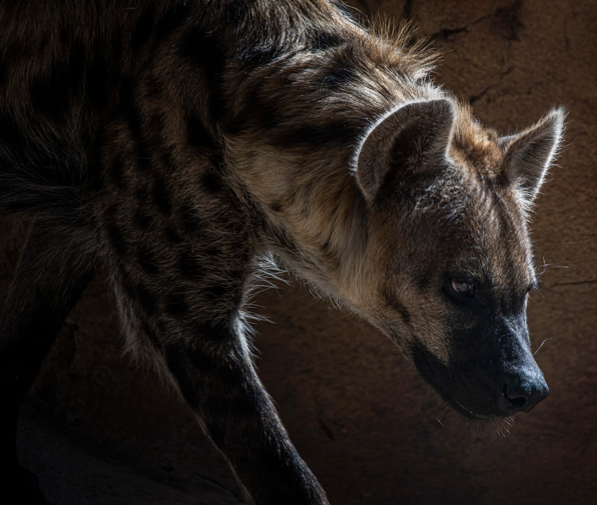 Spotted Hyenain Shadow.jpg