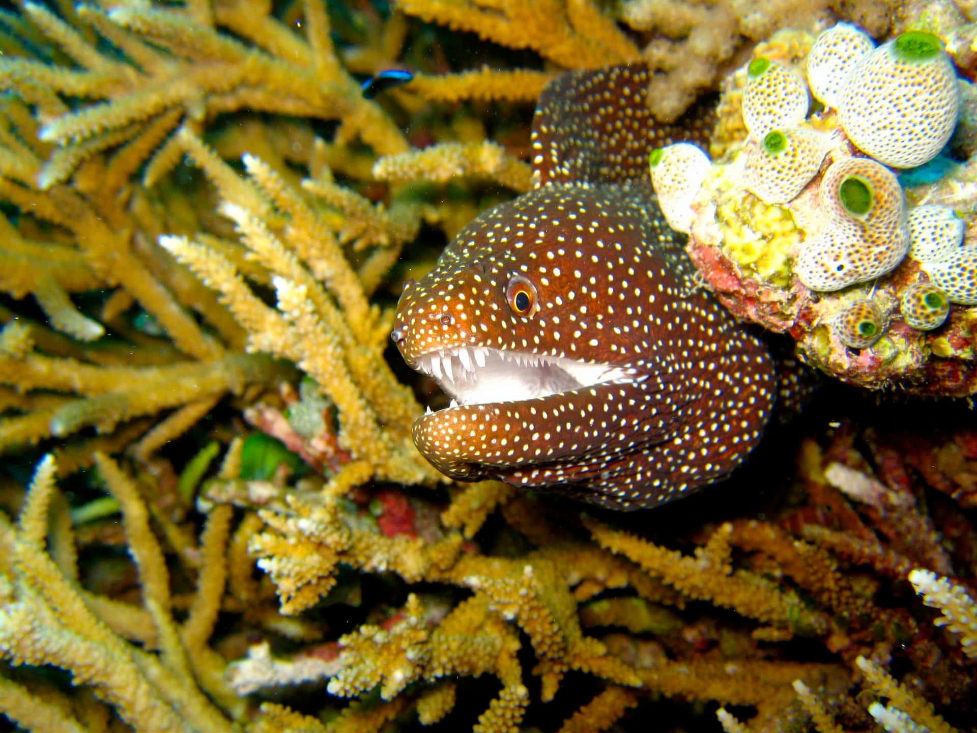 Spotted Moray Eel Amidst Coral Background