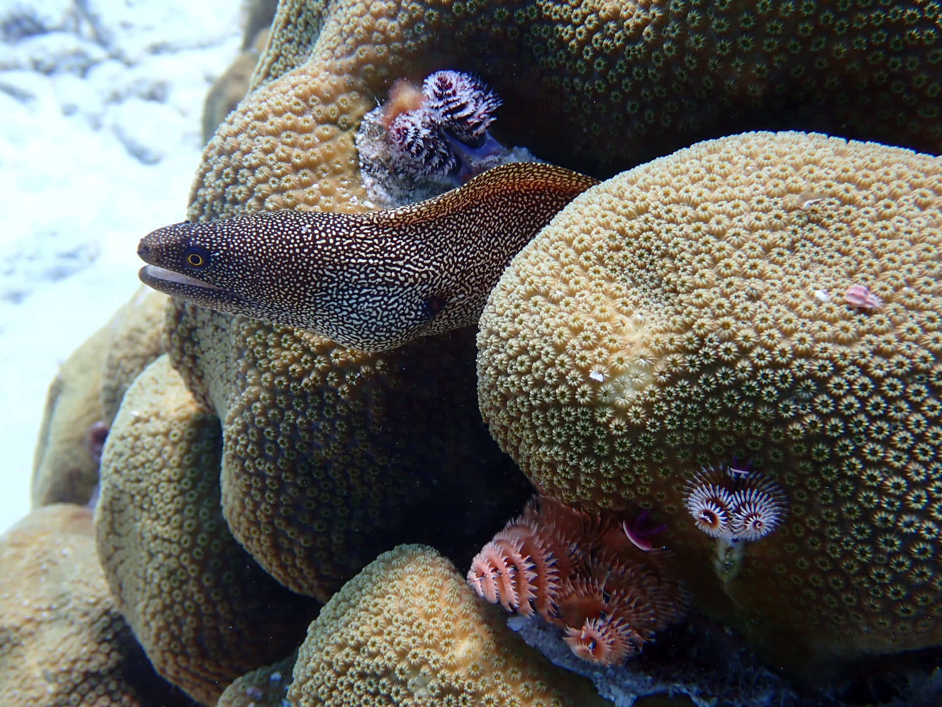 Spotted Moray Eel Coral Reef Background