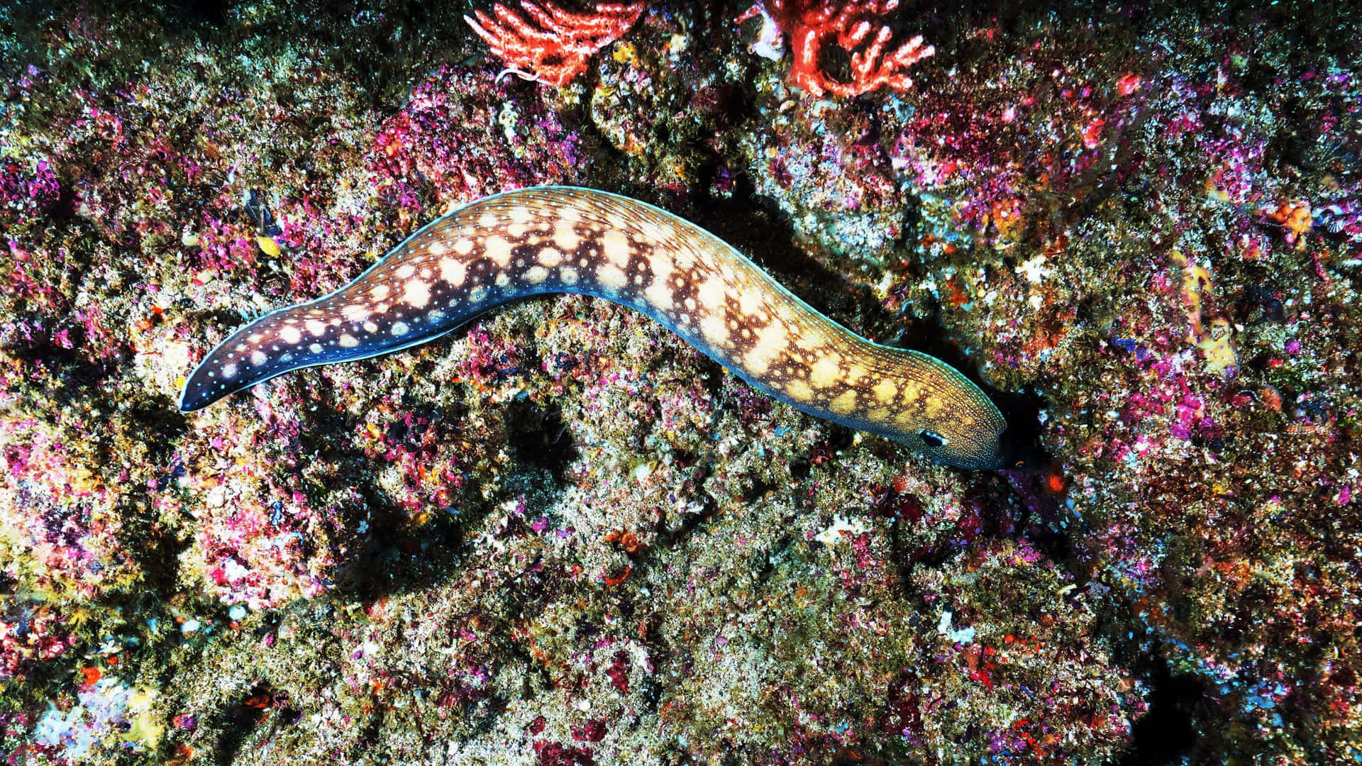 Spotted Moray Eel Coral Reef Background