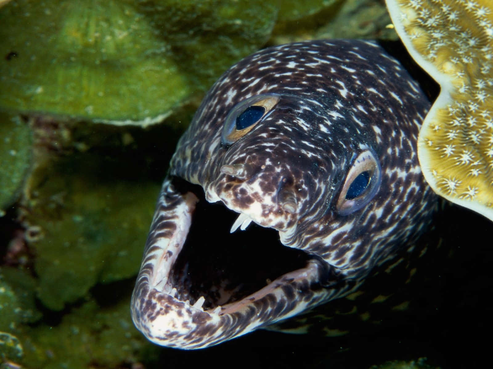 Spotted Moray Eel Emerging