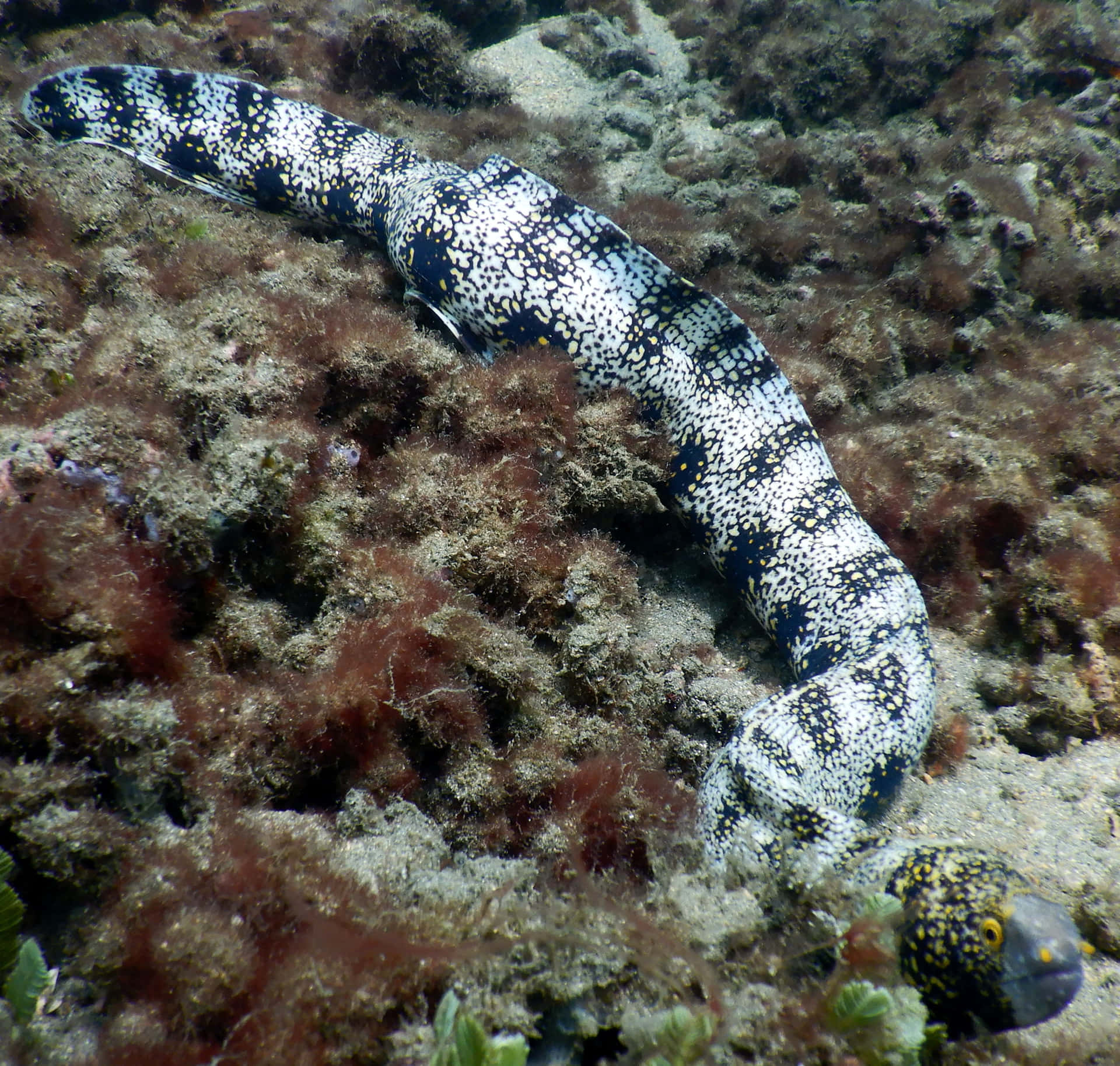 Spotted Moray Eelon Reef