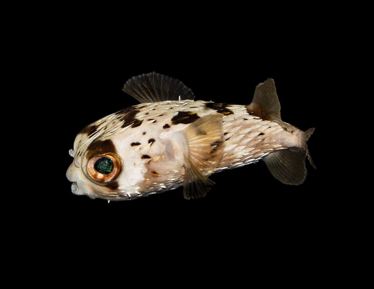 Spotted Pufferfish Black Background