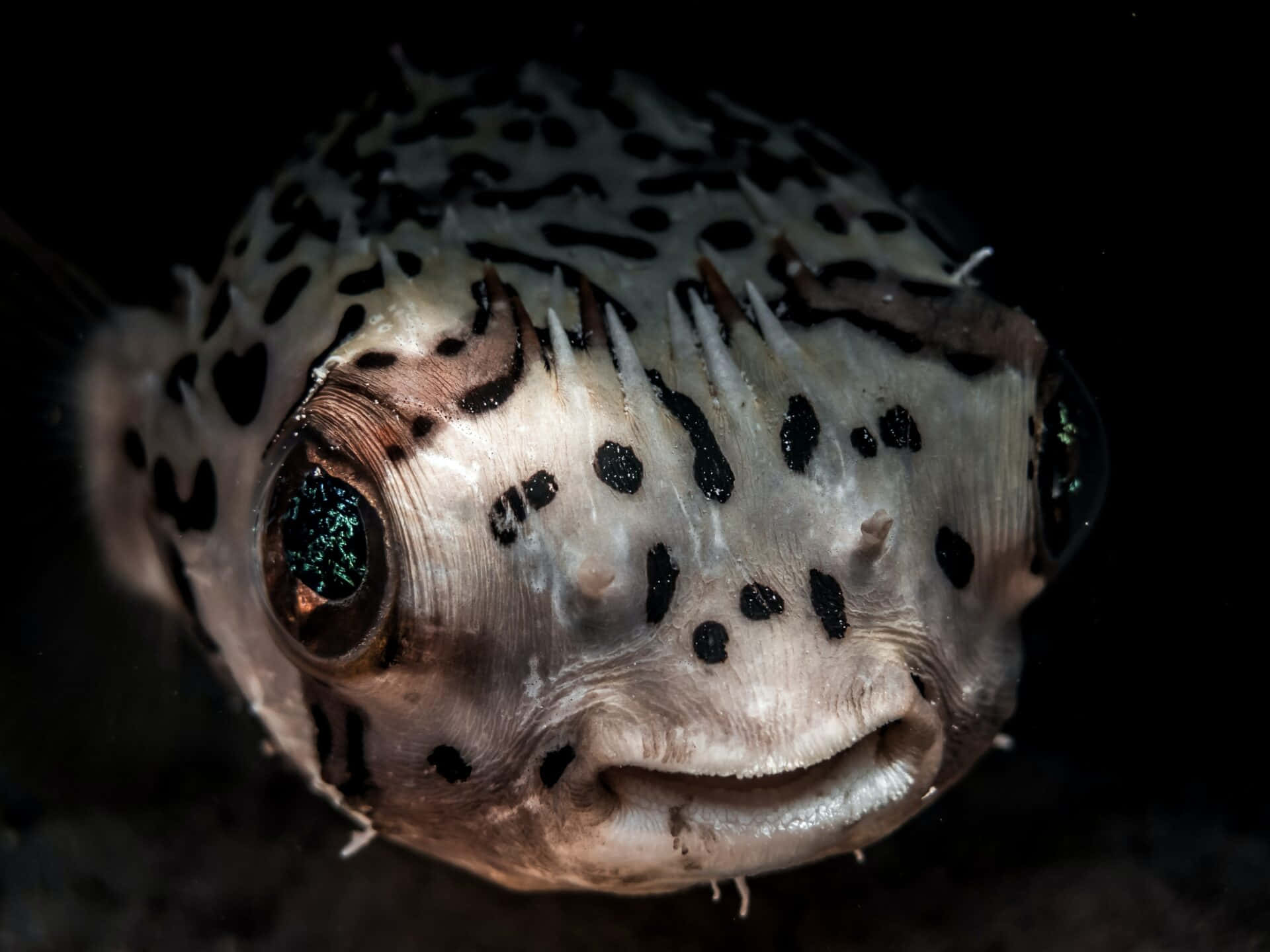 Spotted Pufferfish Close Up Background