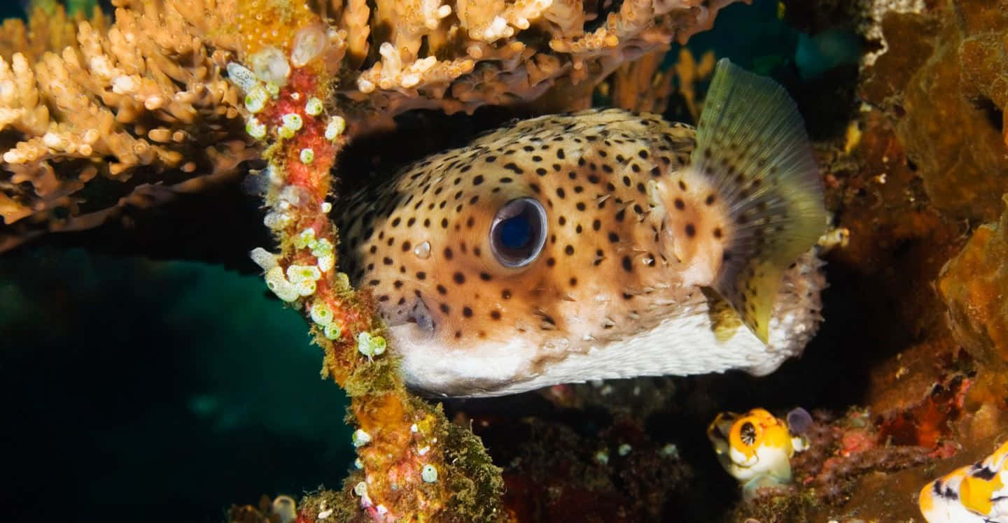 Spotted Pufferfish In Coral Reef.jpg