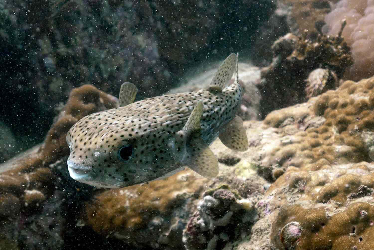 Spotted Pufferfish Swimming Over Coral Reef.jpg Background