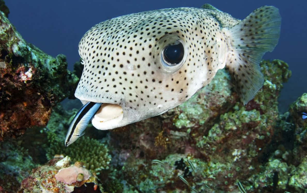 Spotted Pufferfish Underwater