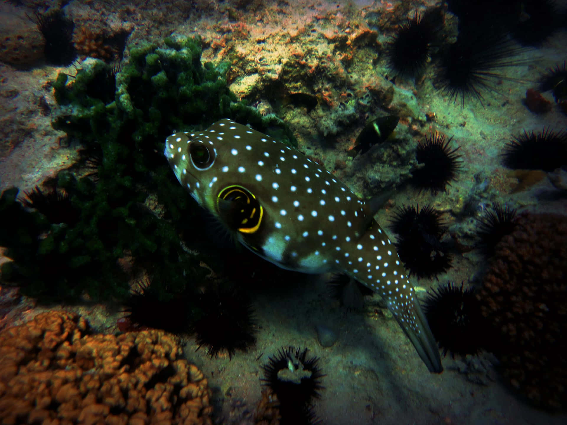 Spotted Pufferfish Underwater Background