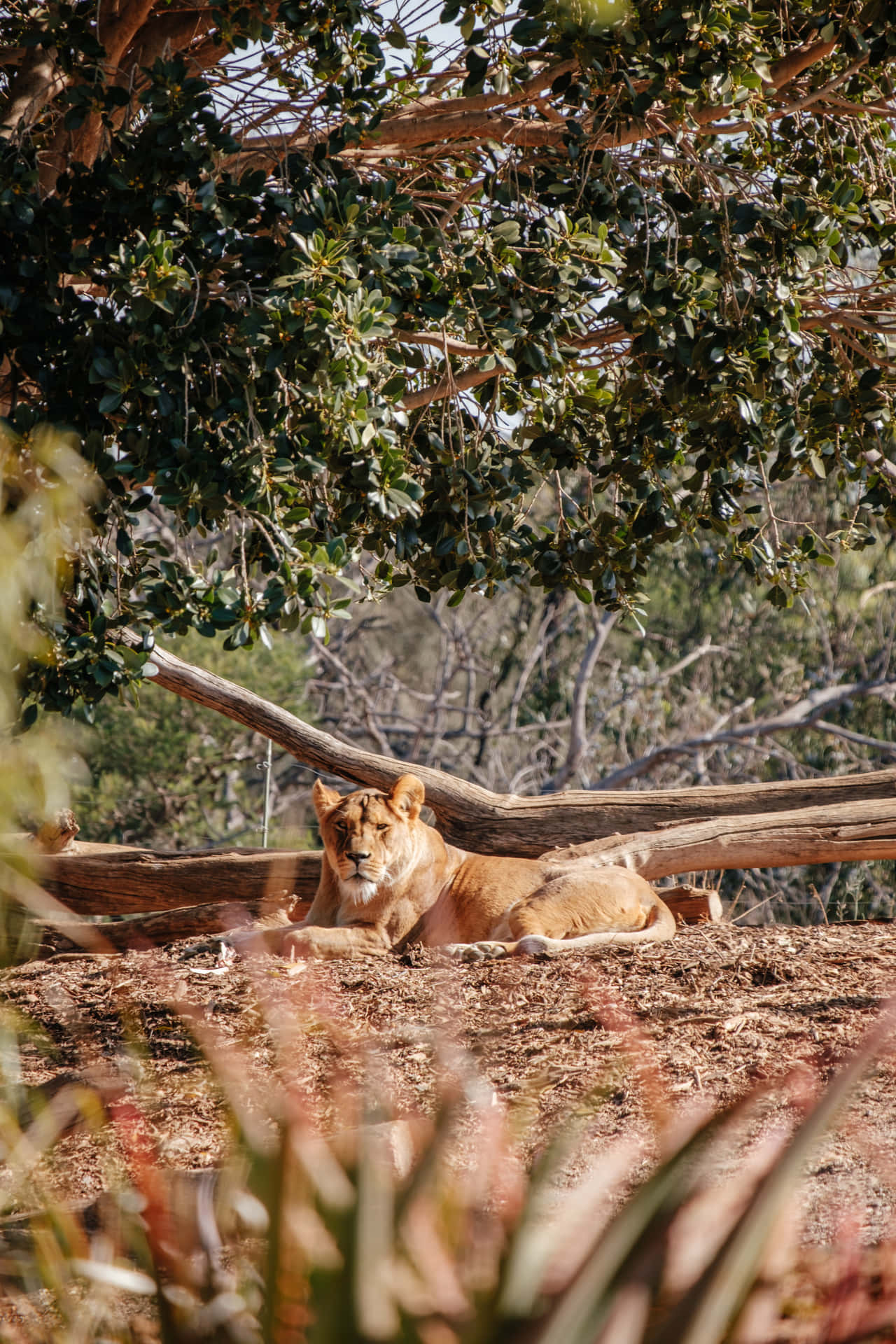 Spotting A Lioness Background