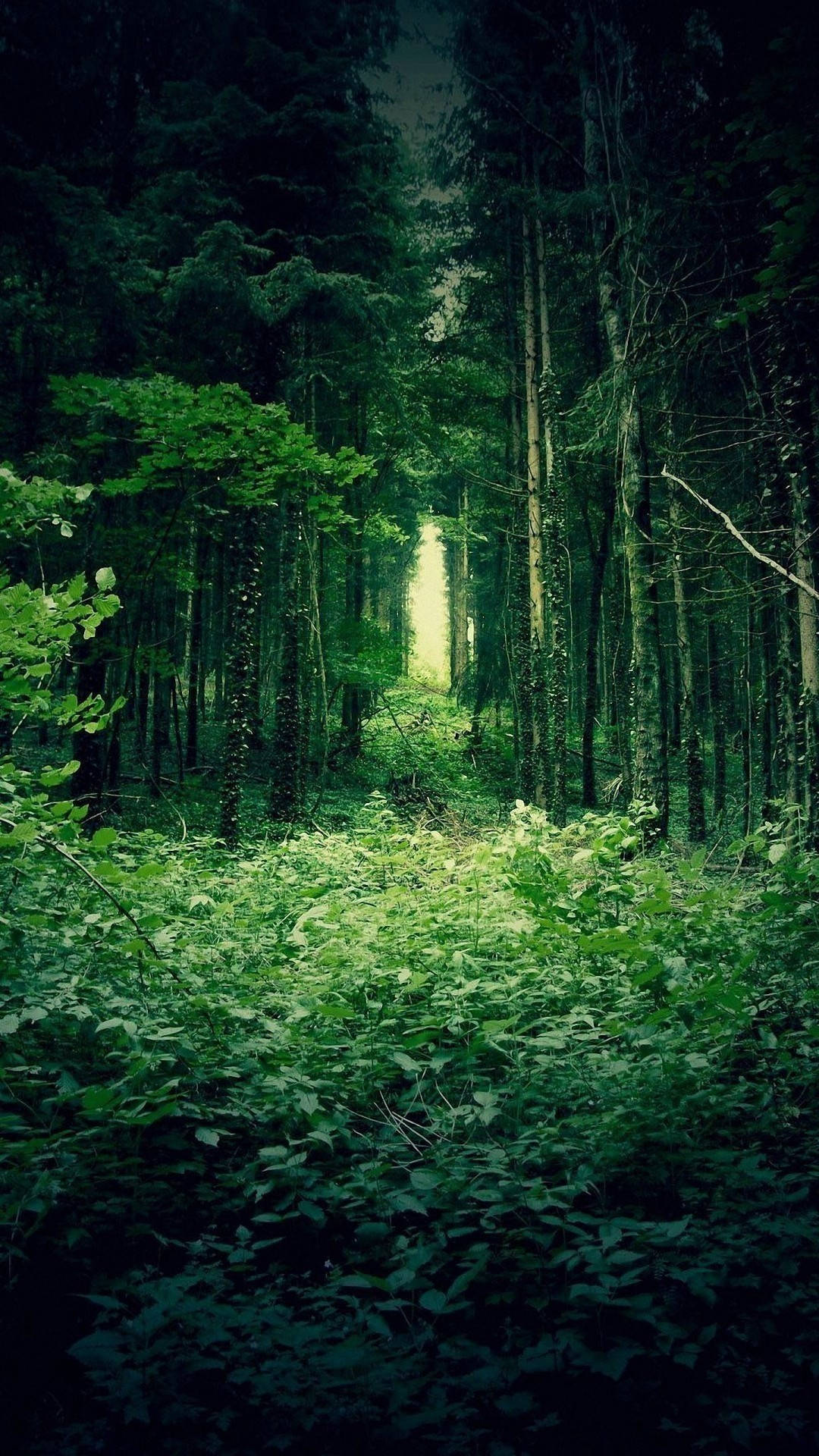 Sprawling Lush Green Forest Iphone Background