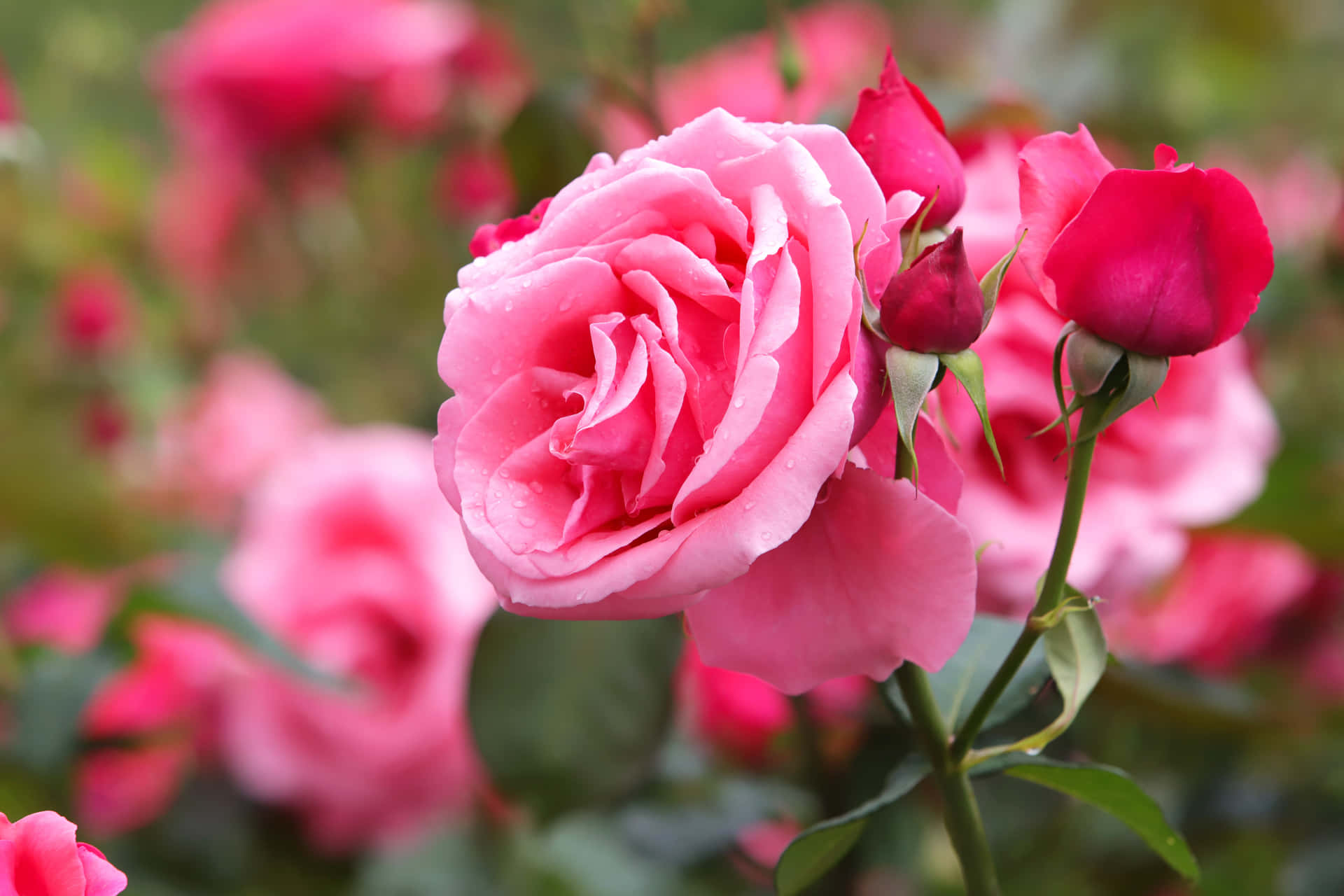 Spread Love This Valentines Day With A Beautiful Bouquet Of Roses!